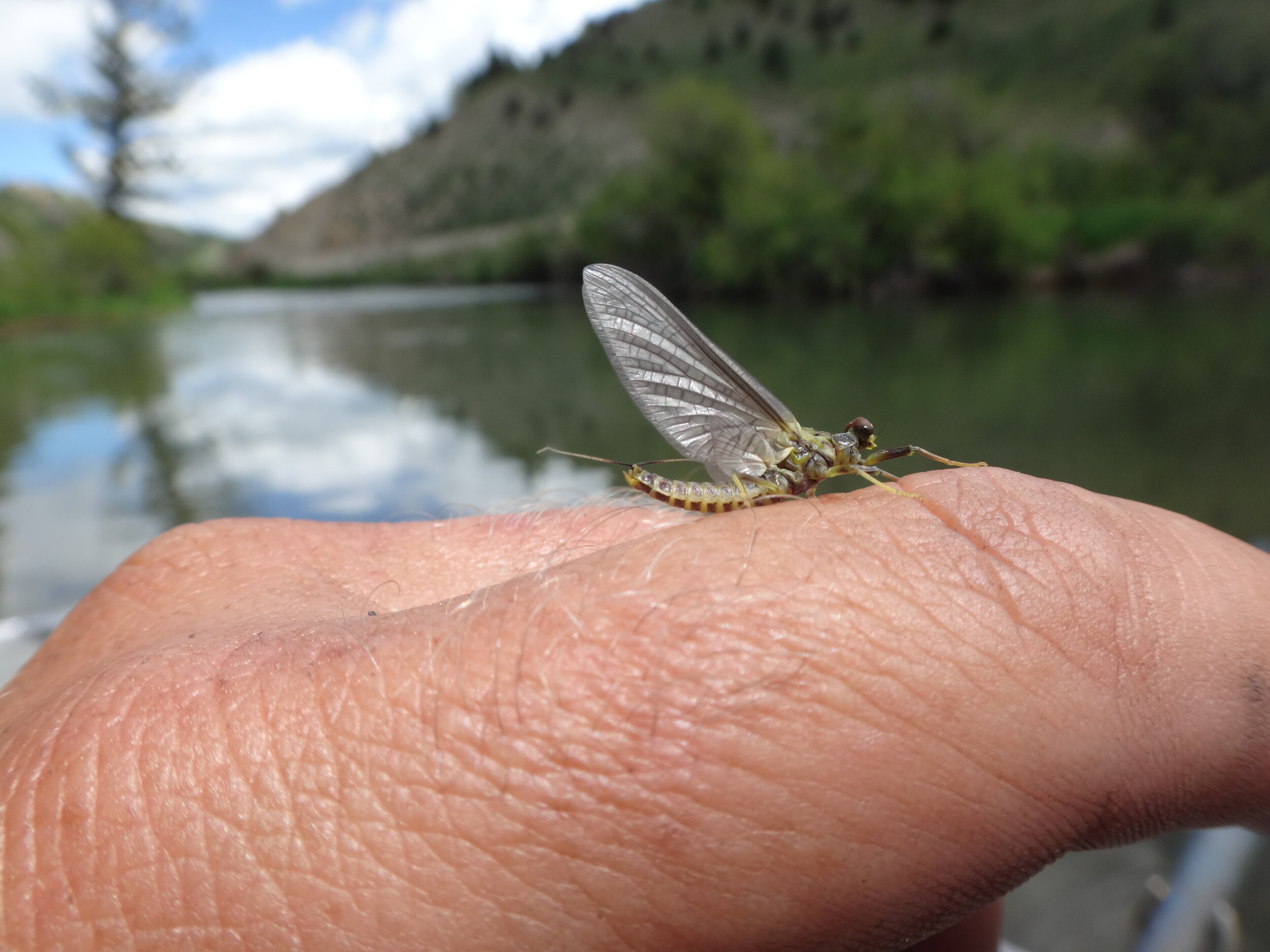  A green drake mayfly, the trout love eating them. 