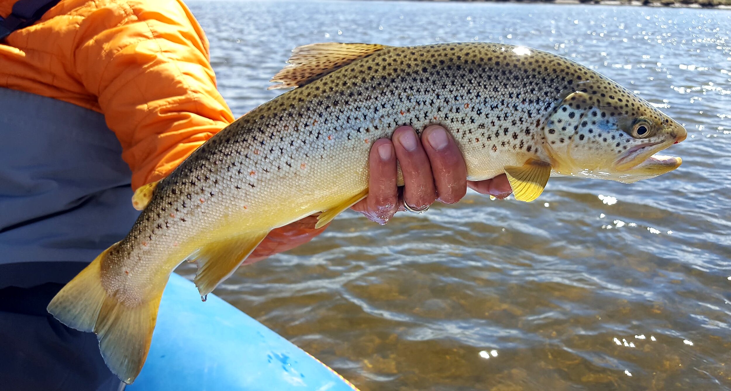  One-handing a colorful brown trout. 