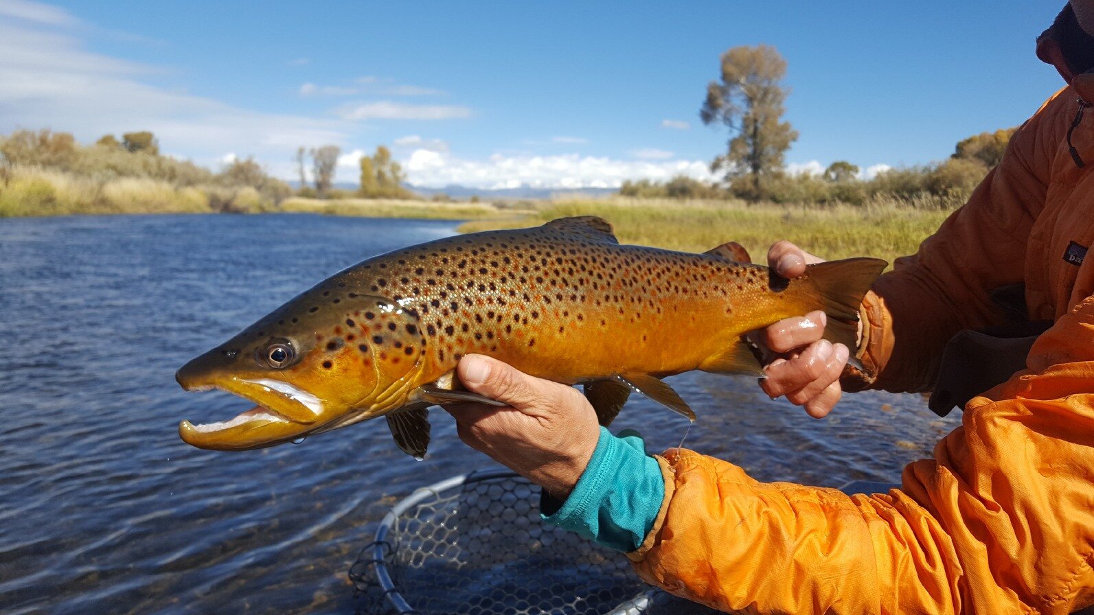  A colorful brown trout. 