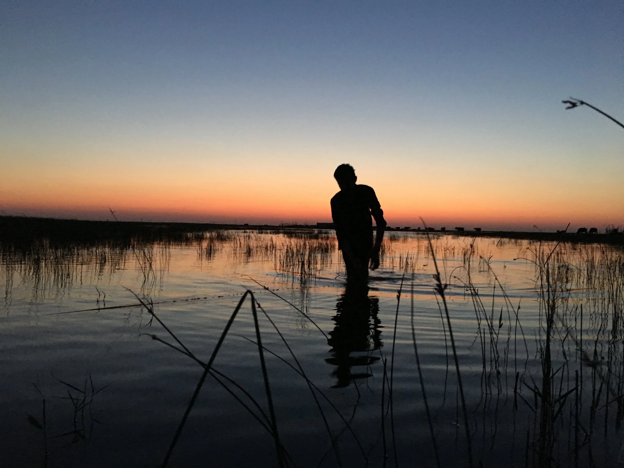 Iraqi marshlands, 2019