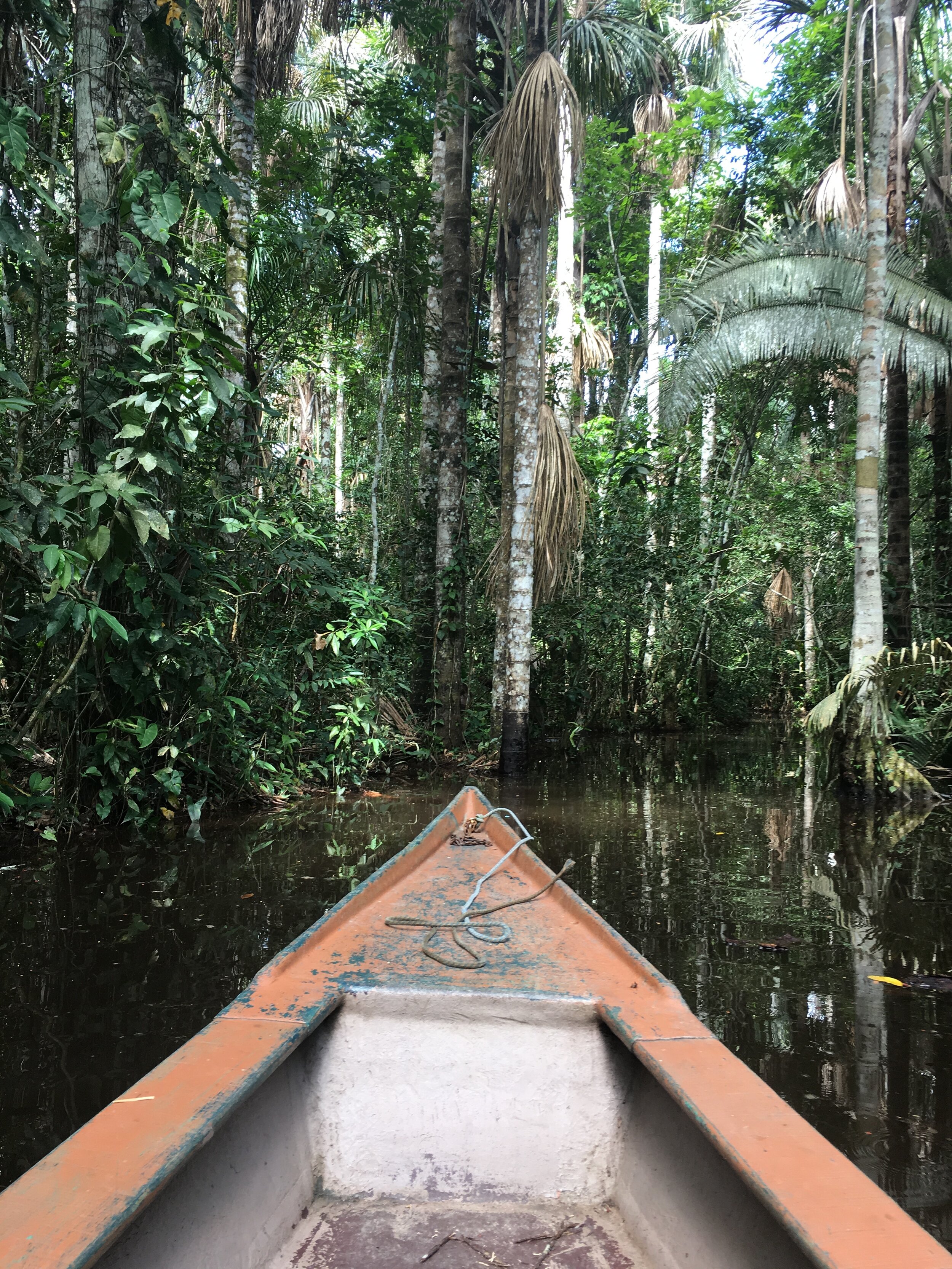 Peruvian amazon, 2020