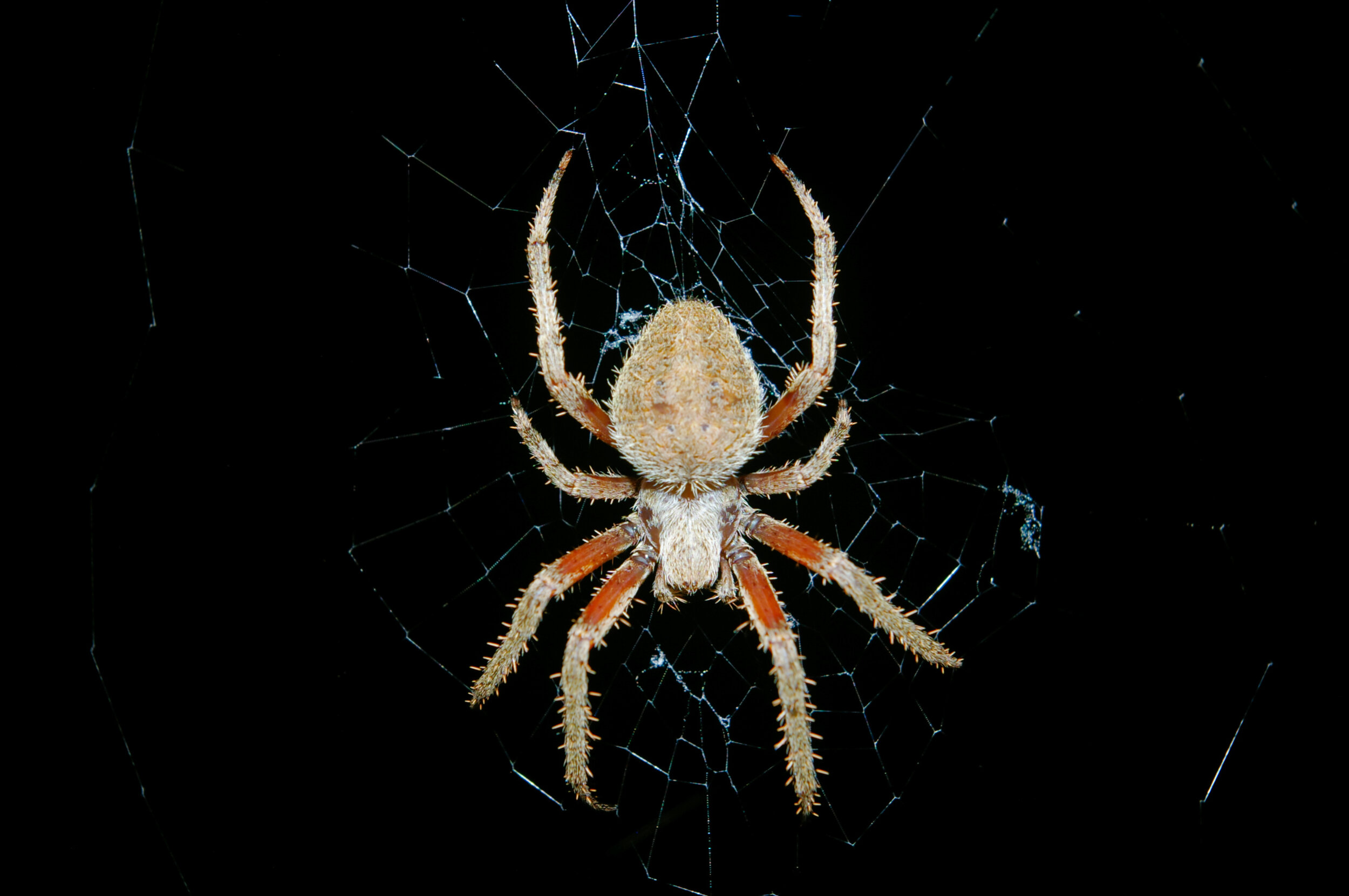 Phylogenomics: Resolves a Spider Backbone Phylogeny and Rejects a Prevailing Paradigm for Orb Web Evolution
