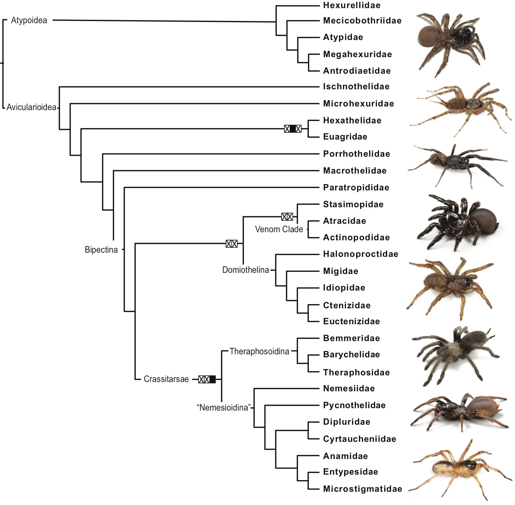 Phylogenetic systematics and evolution of the spider infraorder Mygalomorphae using genomic scale data