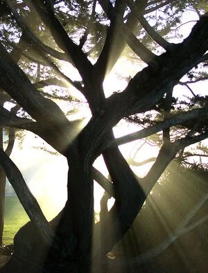 TREES