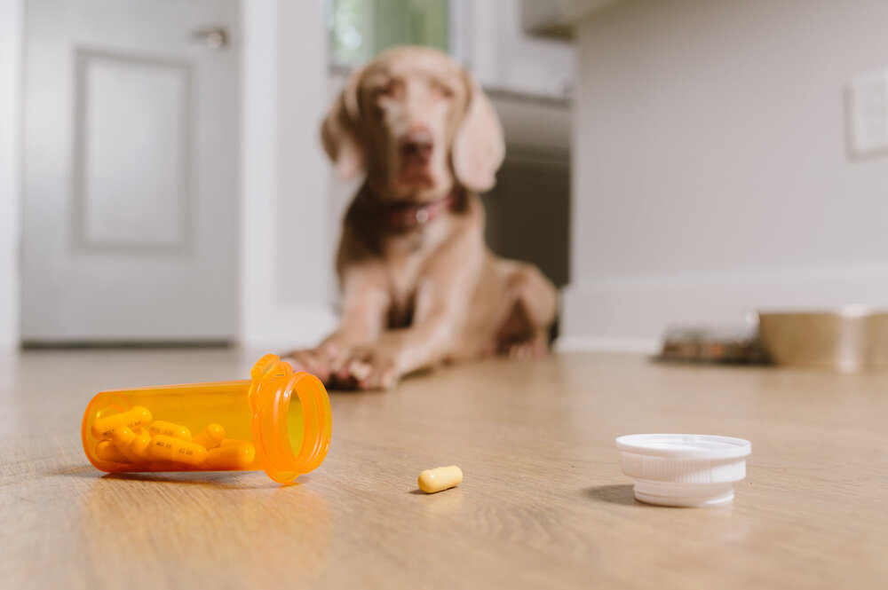 what human medication can dogs take