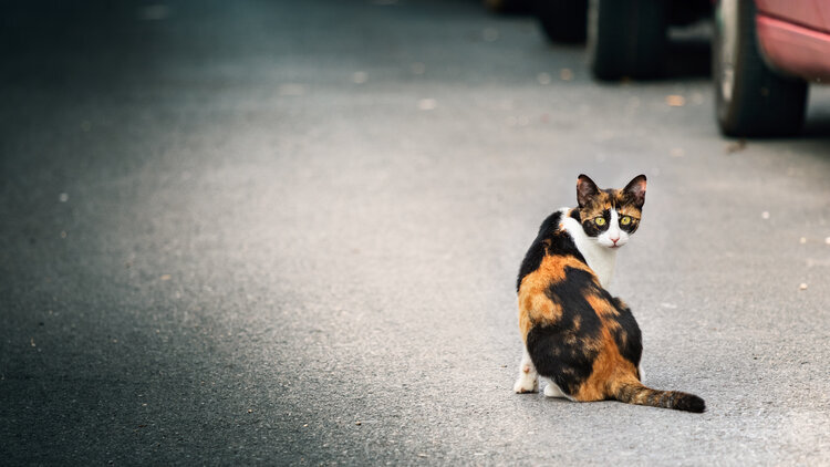 feeding stray cats illegal