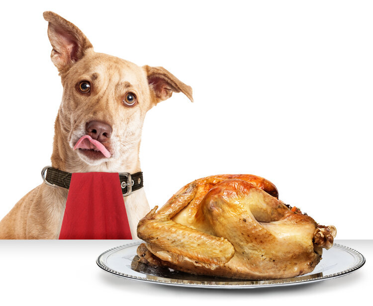 can a dog eat spoiled chicken