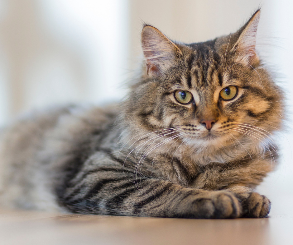 Celebrate National Cat Lovers Month with Your Furry Friend!