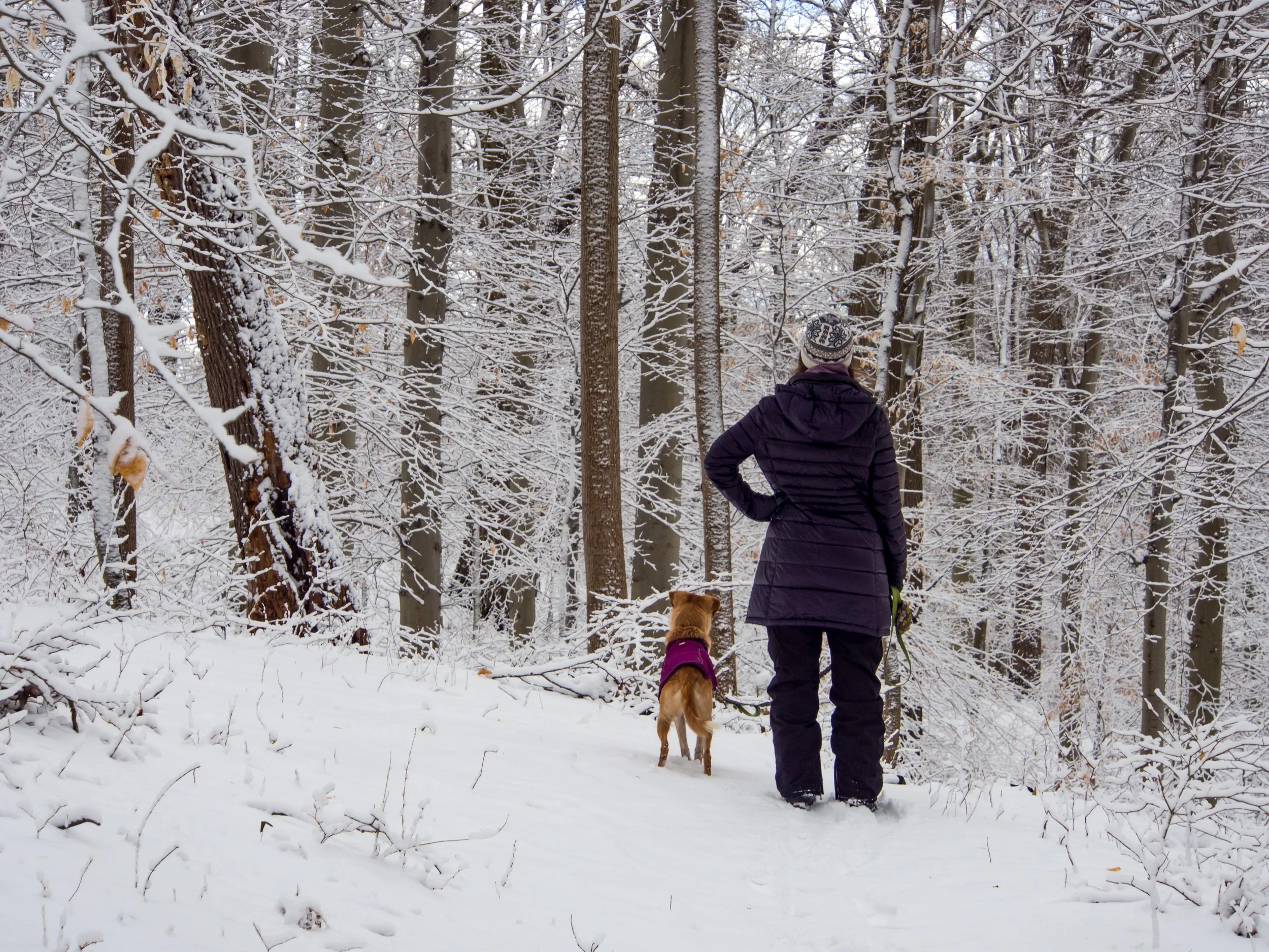 More Walks, More Wags: January is Walk Your Dog Month!