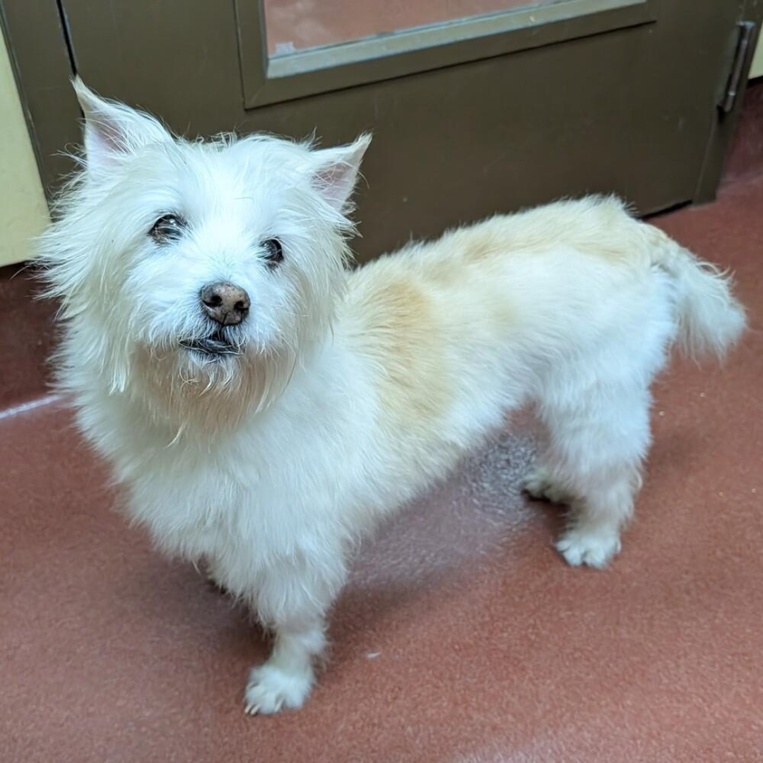 Meet Mopsie: A Sweet Senior Survivor Ready for Her Second Chance!