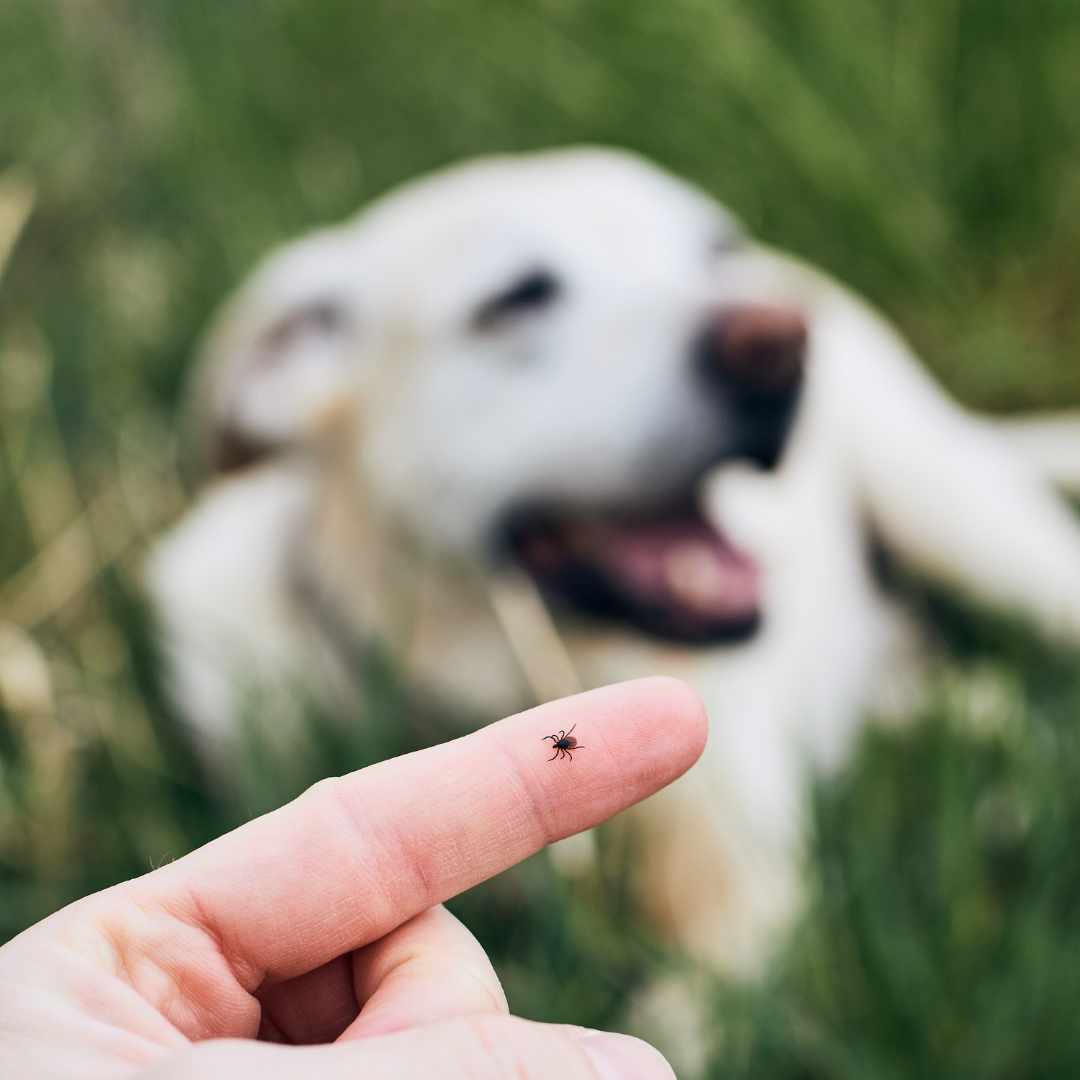 April is Prevent Lyme Disease in Dogs Month!