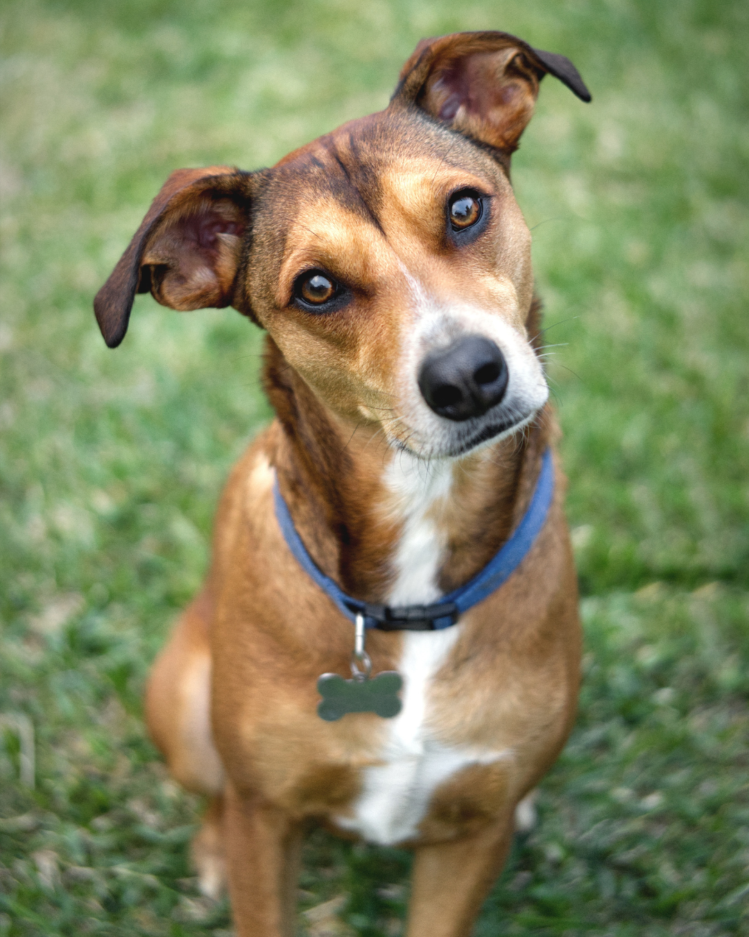 April is Heartworm Awareness Month: Is Your Pet Protected? 