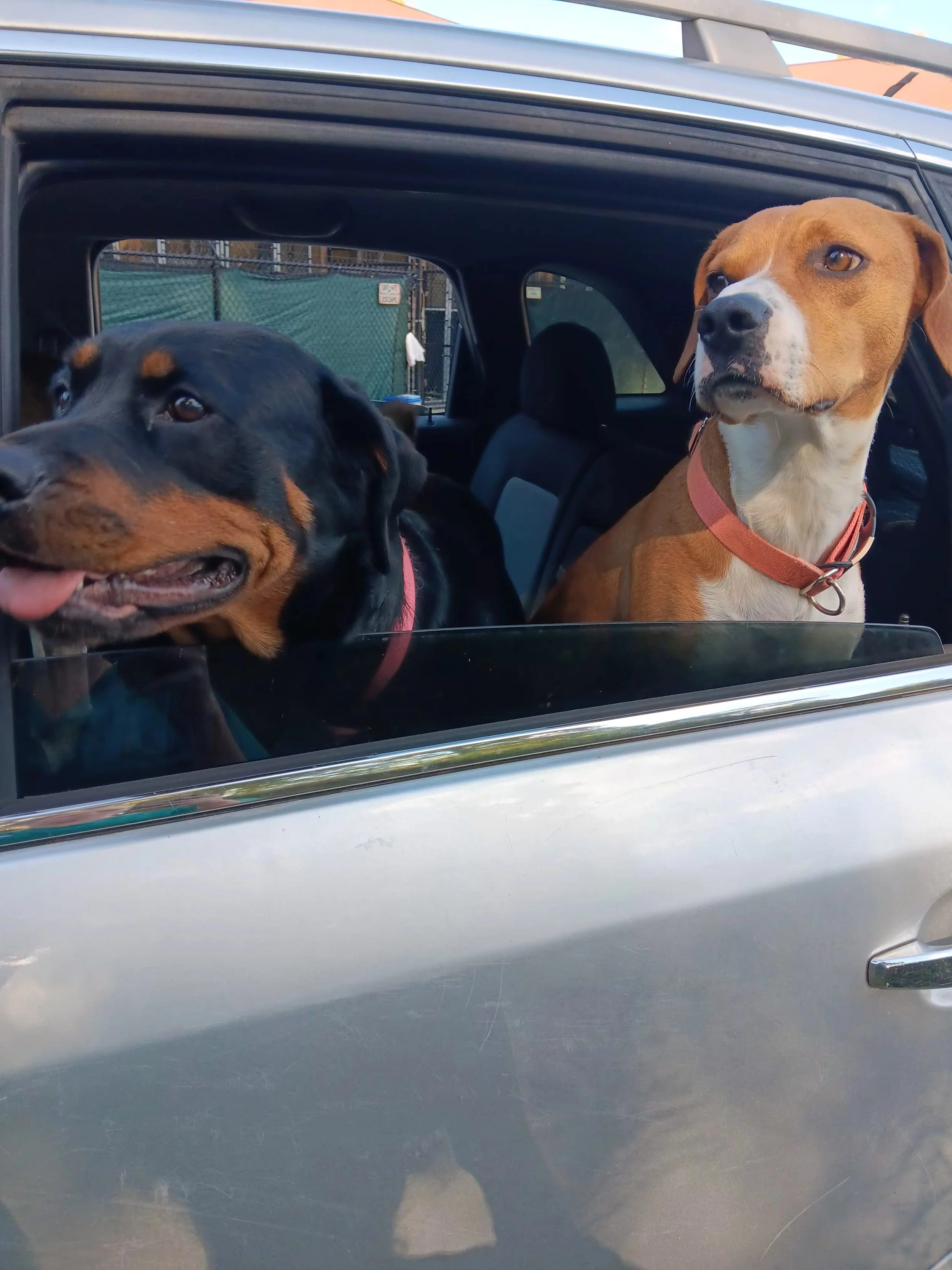 A Forever Home Worth Waiting For: Rumple’s Story