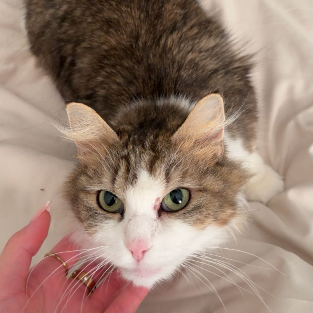 A Forever Home for Two!