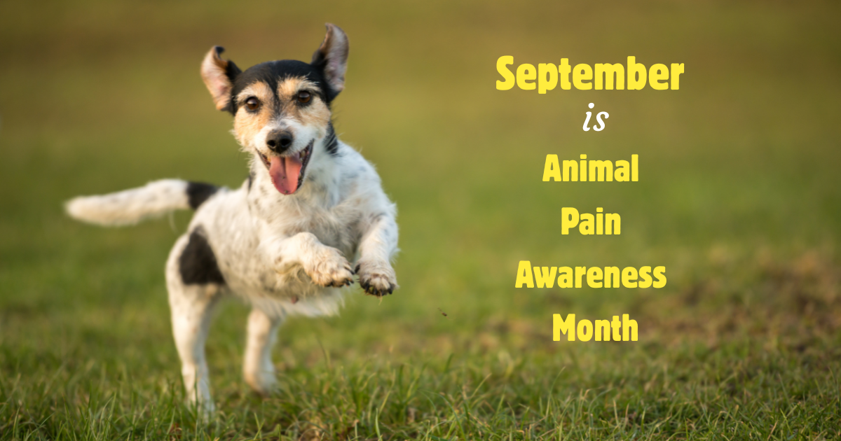September is Animal Pain Awareness Month!