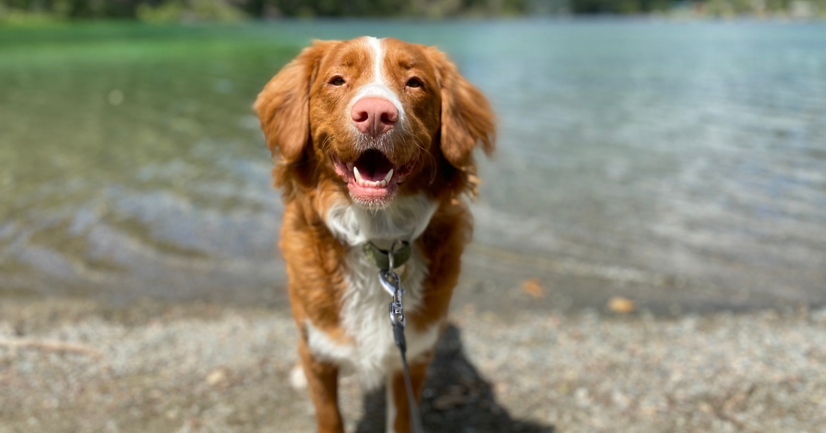 National Animal Safety &amp; Protection Month