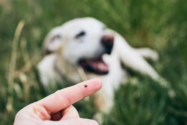 Why Year-Round Flea, Tick &amp; Heartworm Prevention Matters