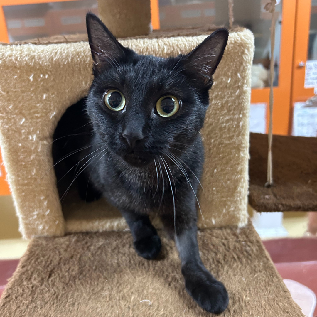 Meet Resilient Raven: A Story of Survival and Second Chances — HART For ...