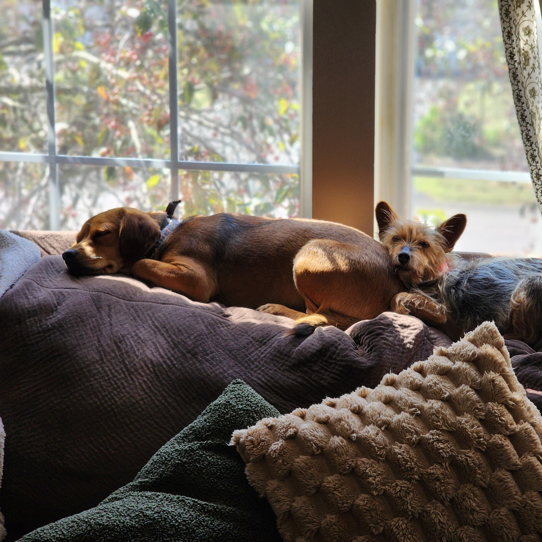 Simon’s Happy Tail: From HART to His Forever Home! — HART For Animals