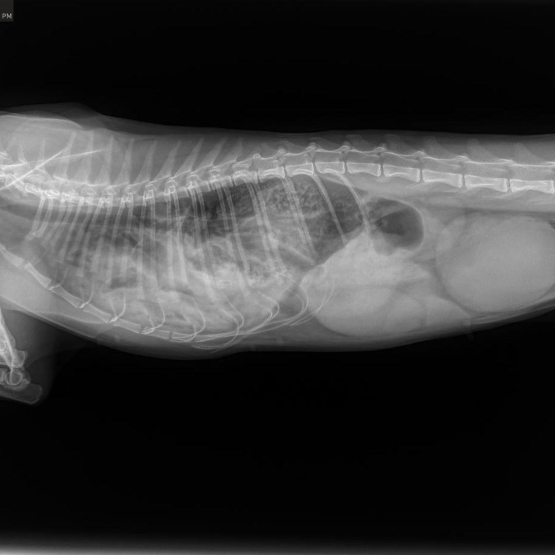 Meet Resilient Raven: A Story of Survival and Second Chances — HART For ...
