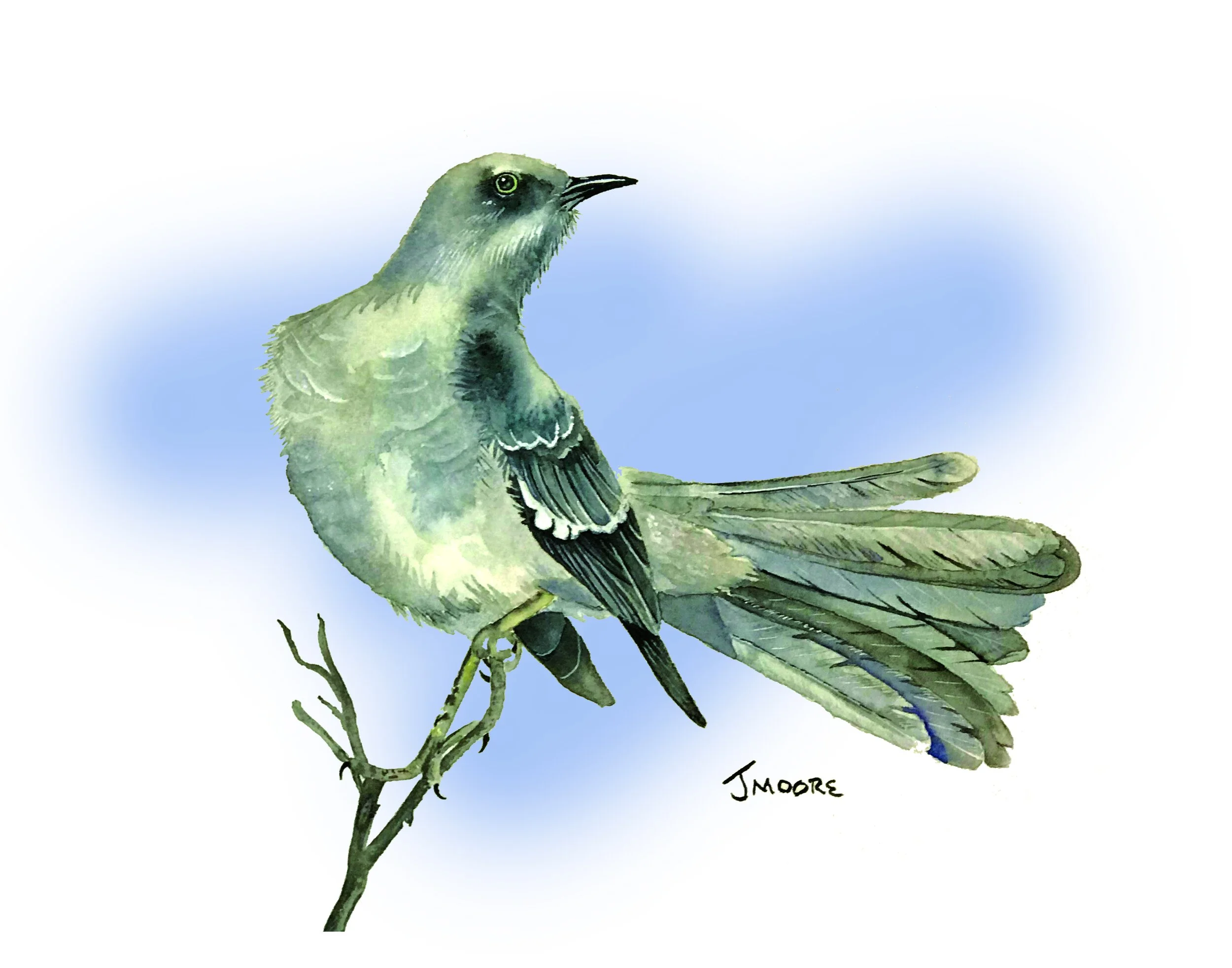 Northern Mockingbird.jpg
