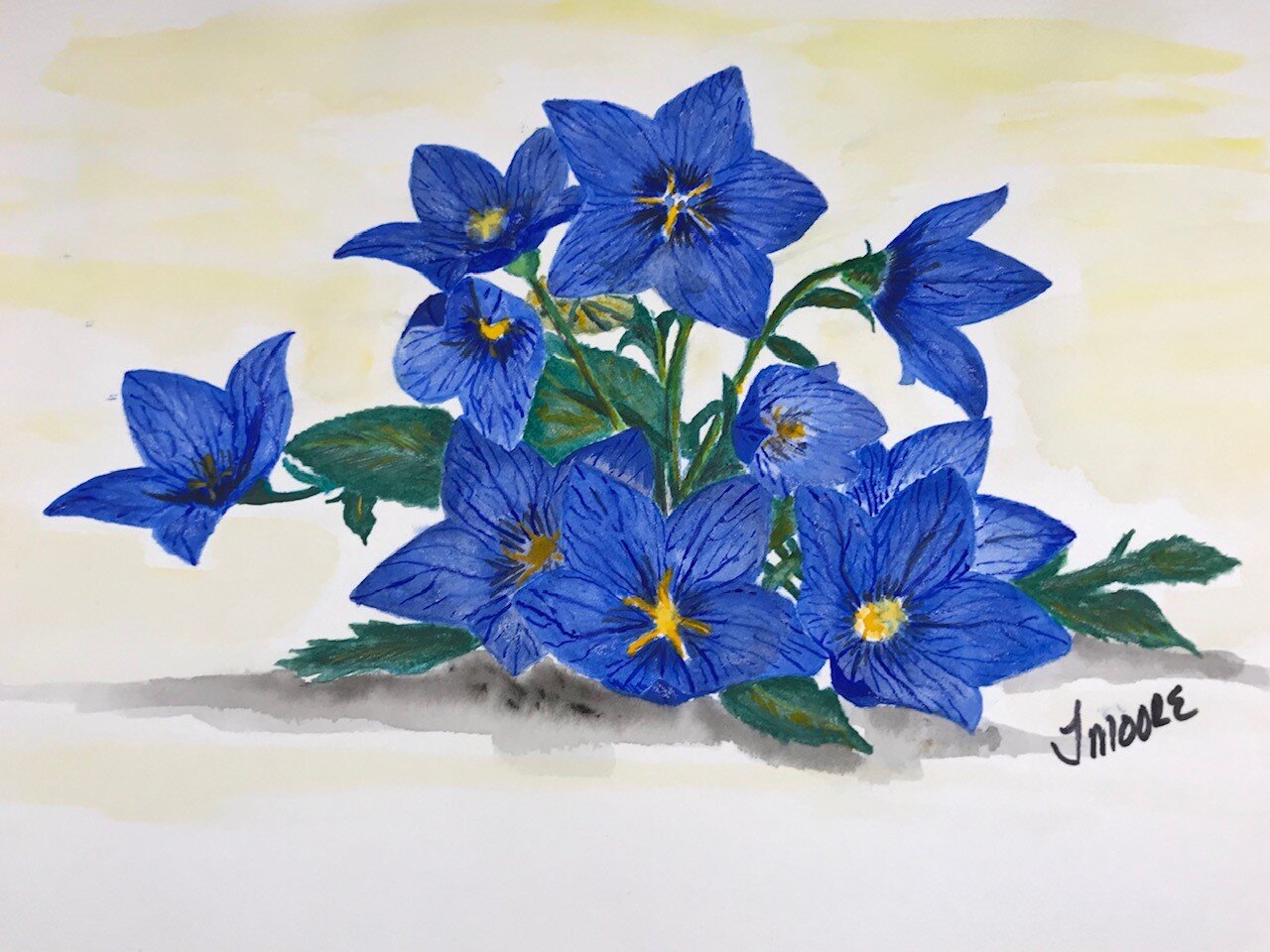 Balloon flowers.jpeg