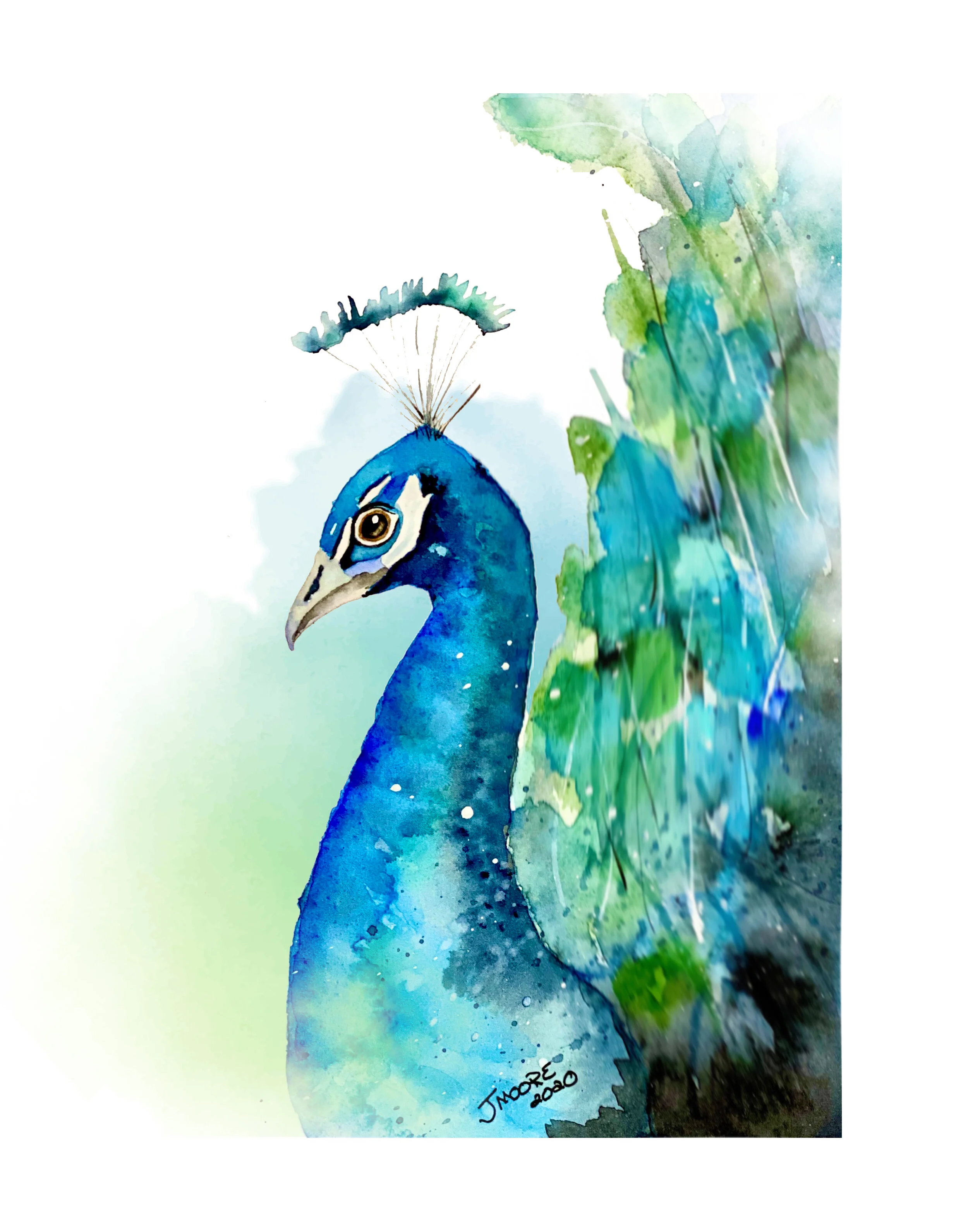 Peacock.jpg