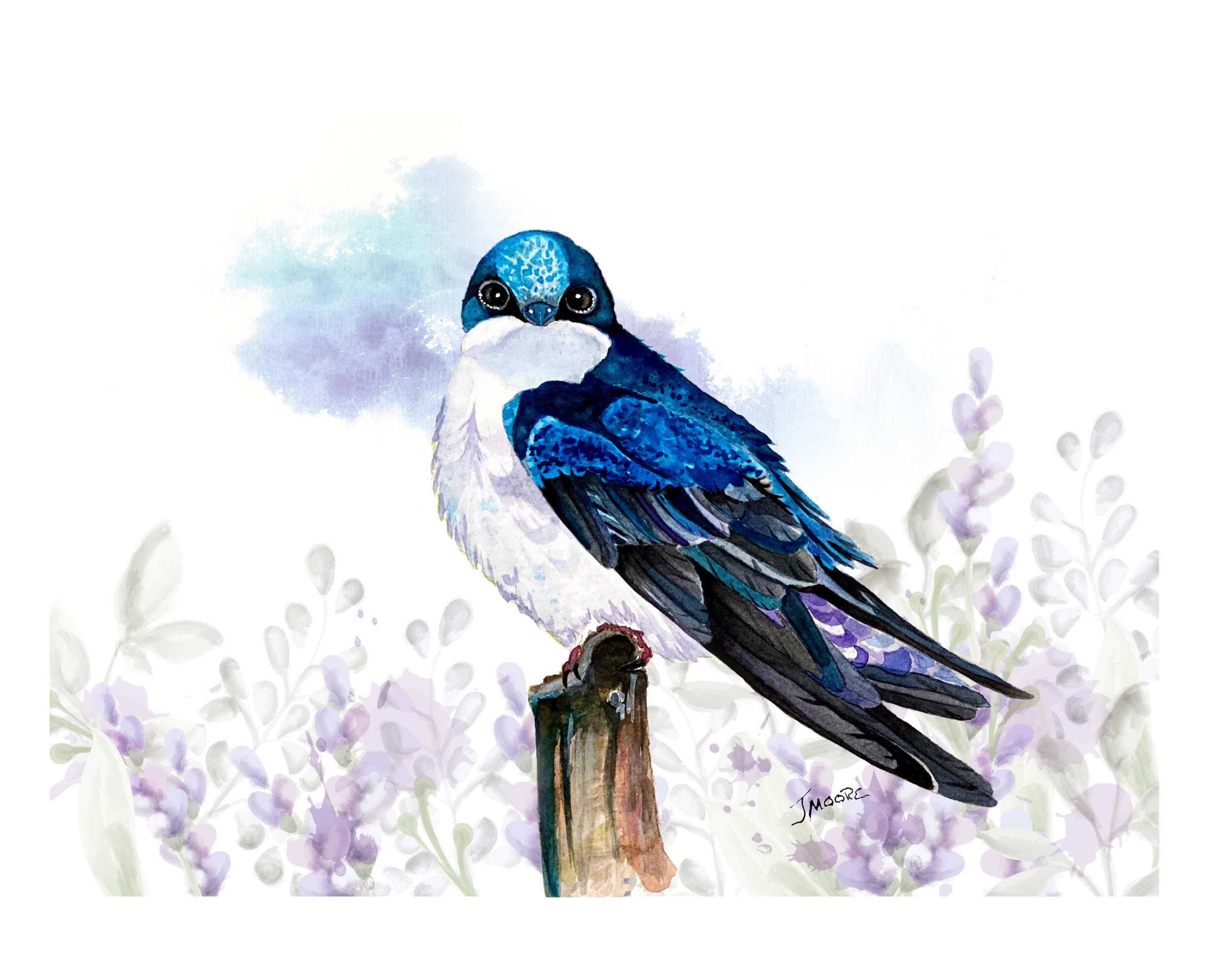 Tree Swallow.jpg