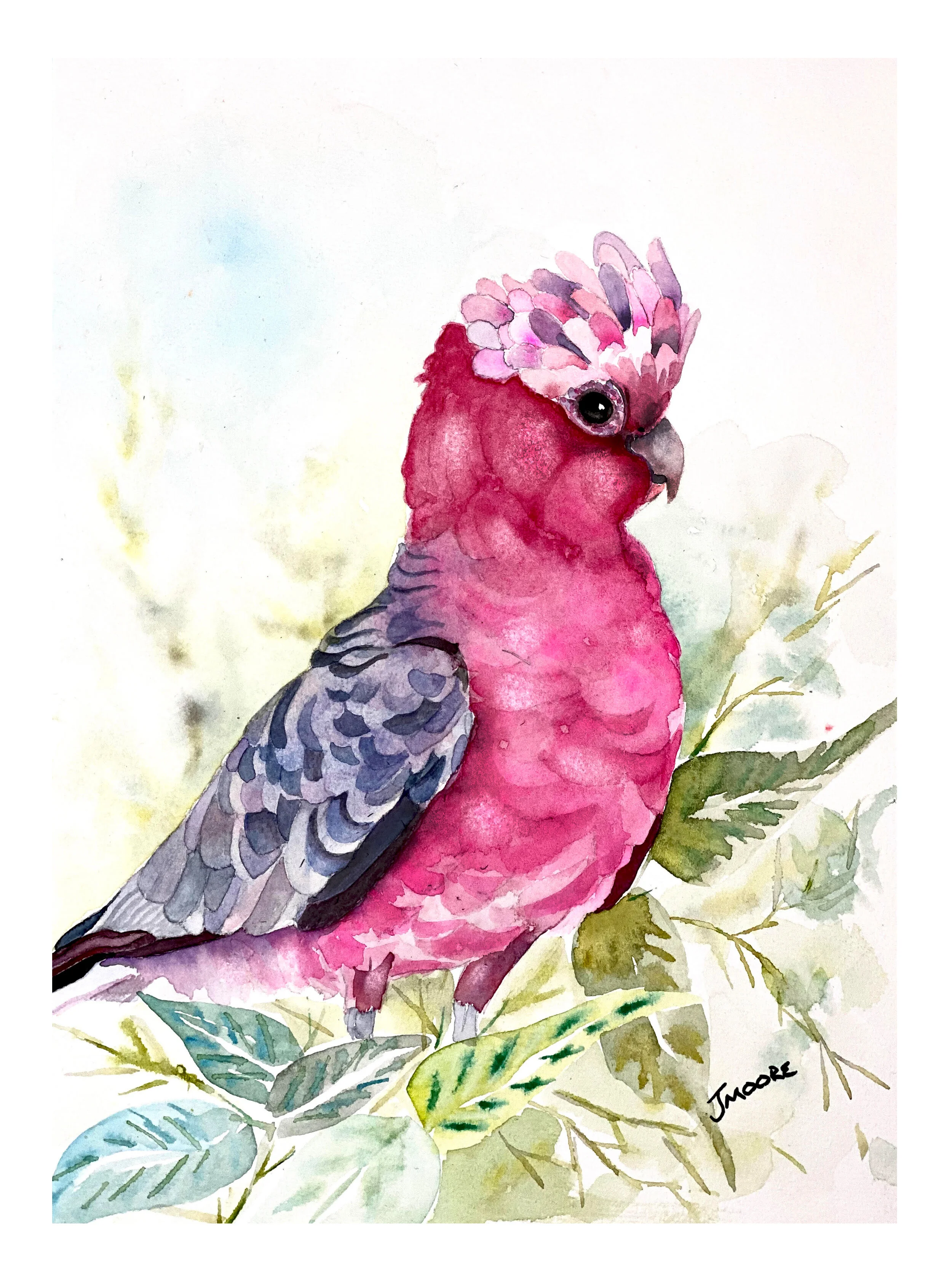 Galah Parrot2.jpg