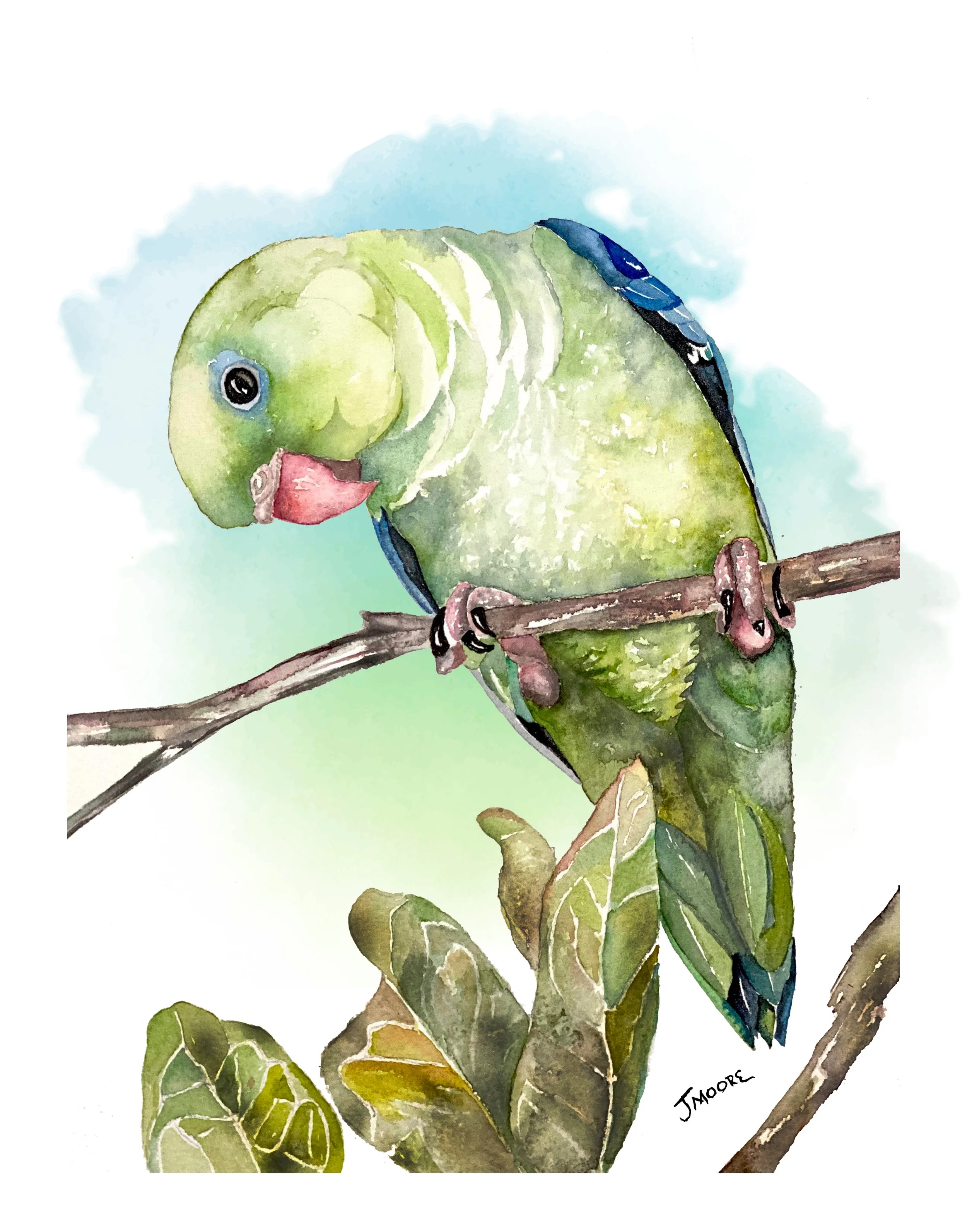 Parrotlet.jpg