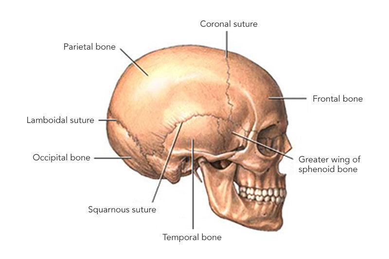Cranial Bone, Overview, Structure & Functions