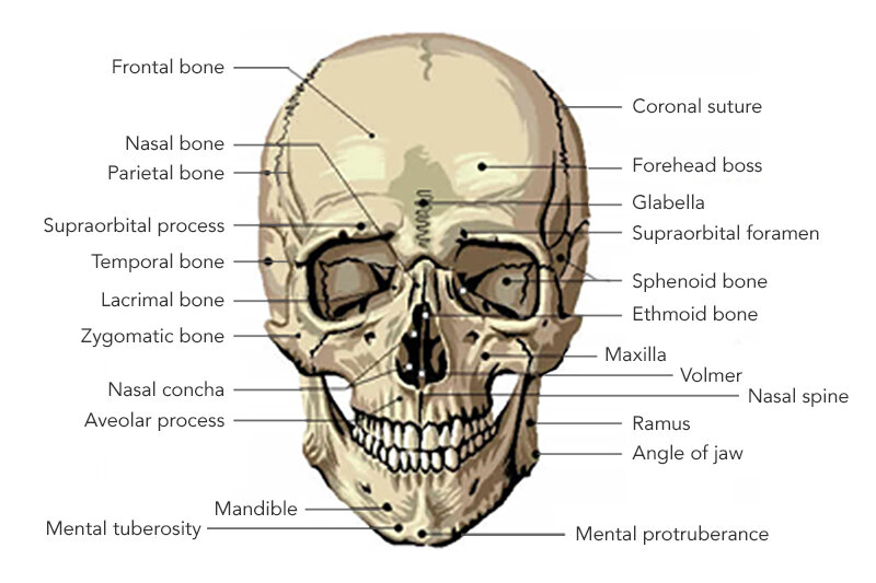 The Skull: Names of Bones in the Head, with Anatomy, & Labeled Diagram