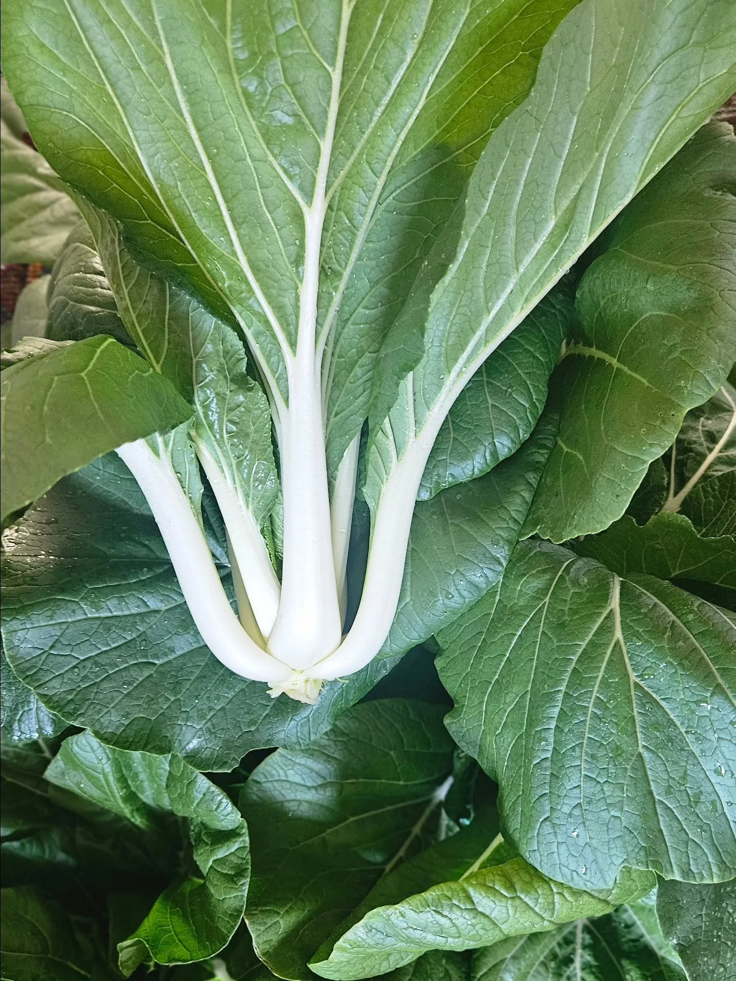 Bok Choy coming in hott! 🥬 Crisp, tender, and packed with flavor &mdash; perfect for stir-fries, soups, or simply saut&eacute;ed with garlic. Fresh from the farm and headed to the New Braunfels Farmers Market this weekend! 

@newbraunfelsfarmersmark