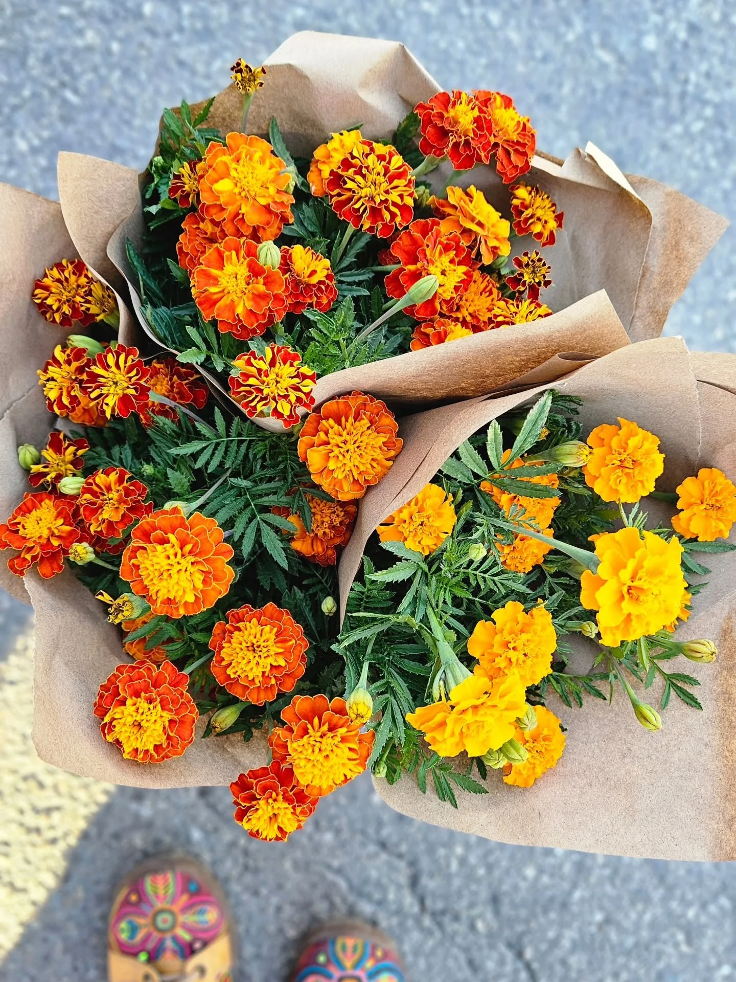 Golden hour in flower form 🌼✨ Our French marigolds are blooming bright and bold &mdash; the perfect pop of color for your kitchen table. Find them this weekend at the New Braunfels Farmers Market!

#creeksouthfarms #newbraunfelsfarmersmarket #french
