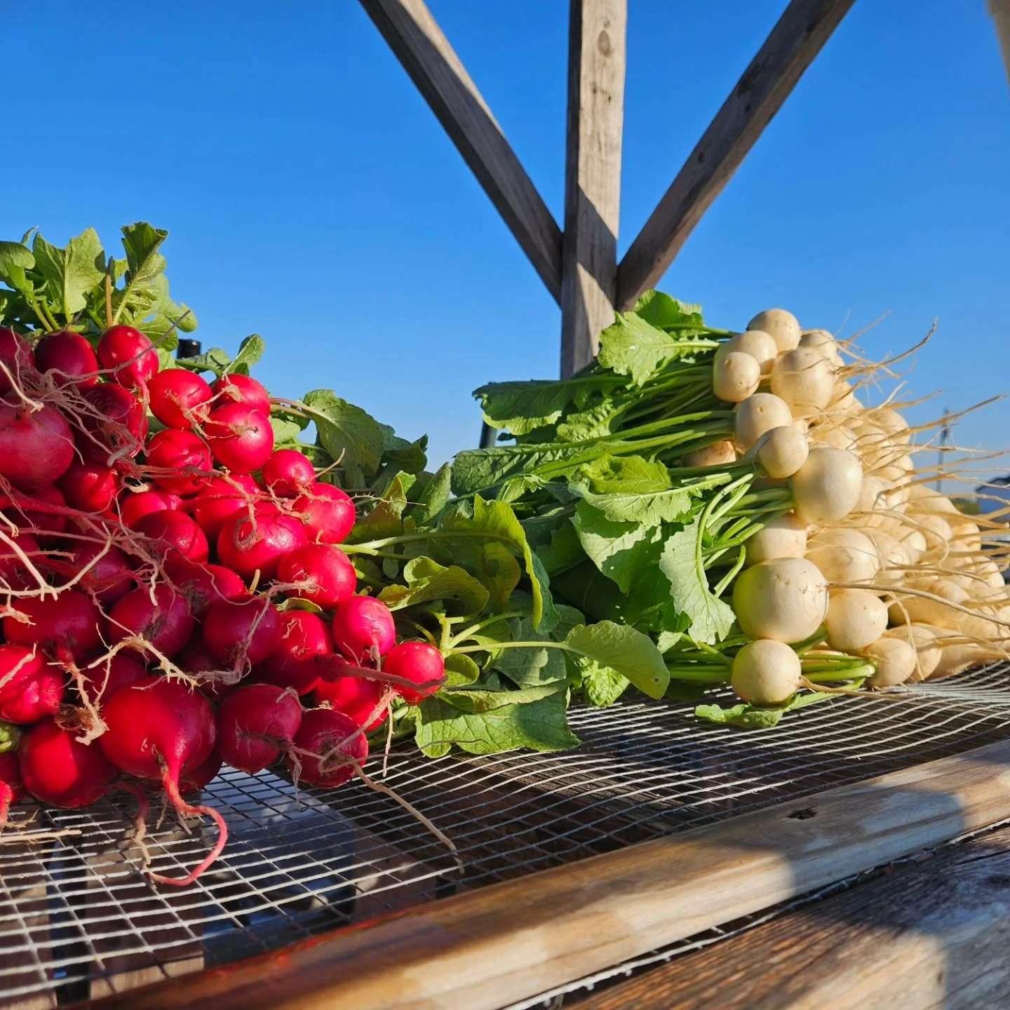 Flavorful radishes and turnips are coming to the @newbraunfelsfarmersmarket this weekend! Packed with sweetness up front and then a little spicy kick at the end. Spice up your favorite salad with these babies! 

#creeksouthfarms #localproduce #localv