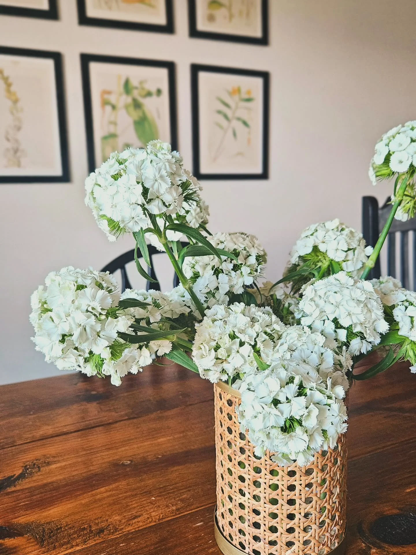 First dianthus of 2026 🤍
The only &ldquo;snow&rdquo; we&rsquo;ll be getting this winter&mdash;soft, fluffy, and farm-grown.
We call them snowballs.

#creeksouthfarms #springflowers #flowerfarm #dianthus #sweetwilliam
