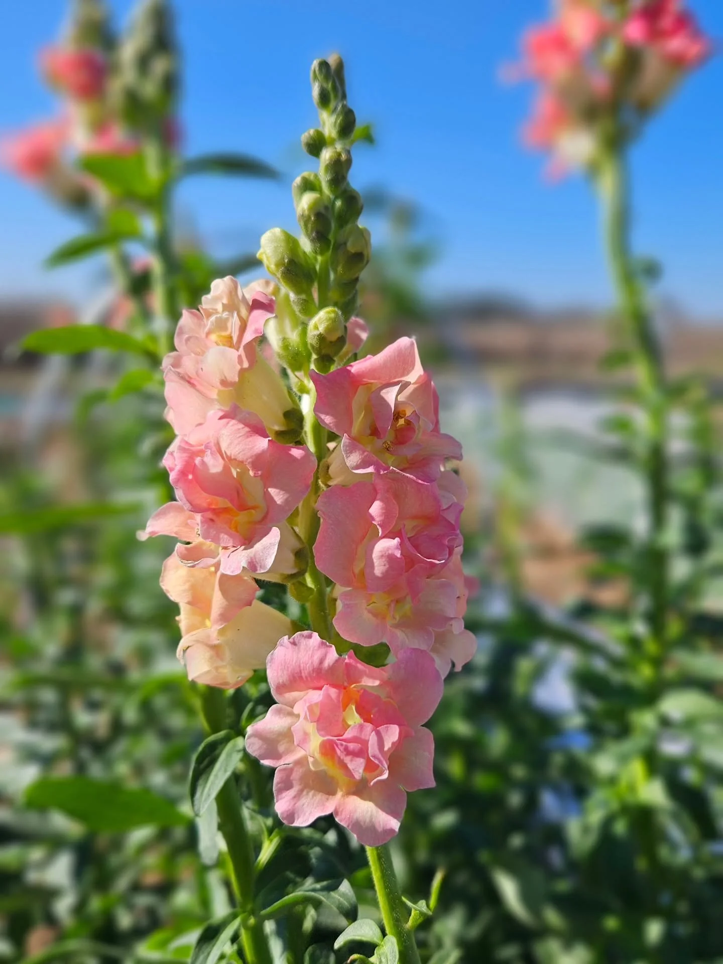 Sunday walks through the fields 🌾

Snapdragons already popping like it&rsquo;s their job.
Is it spring&hellip; in January? 🤔

This wild winter warmth has us rethinking everything&mdash;planting plans, seasons, and what &ldquo;normal&rdquo; even mea