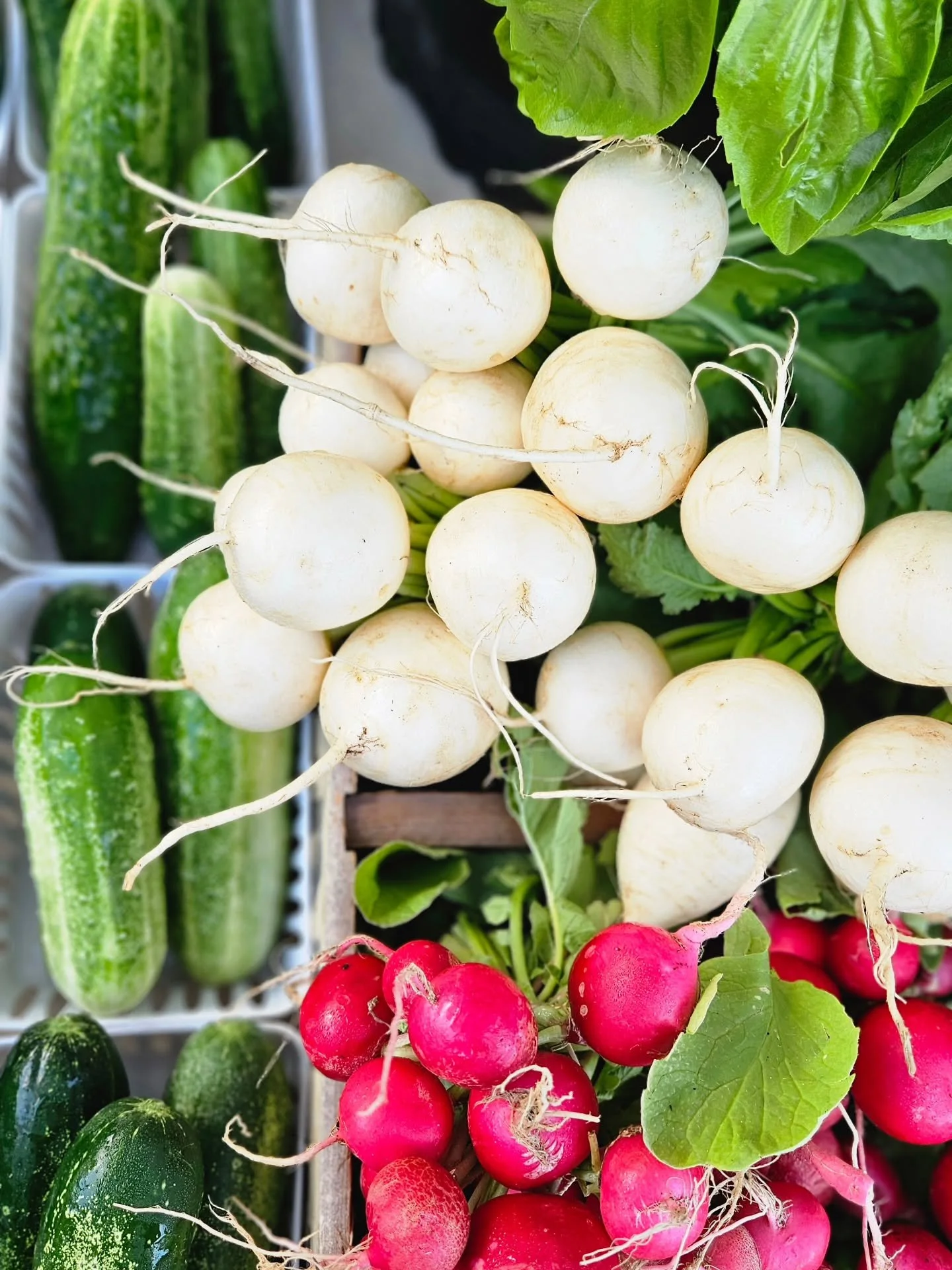 Throwback to some first-time crops and a reminder that soil health is everything. 🌱

Last year we tried our hand at root crops&mdash;turnips and radishes&mdash;and learned so much along the way. Hoping to add carrots and beets to the mix this year. 