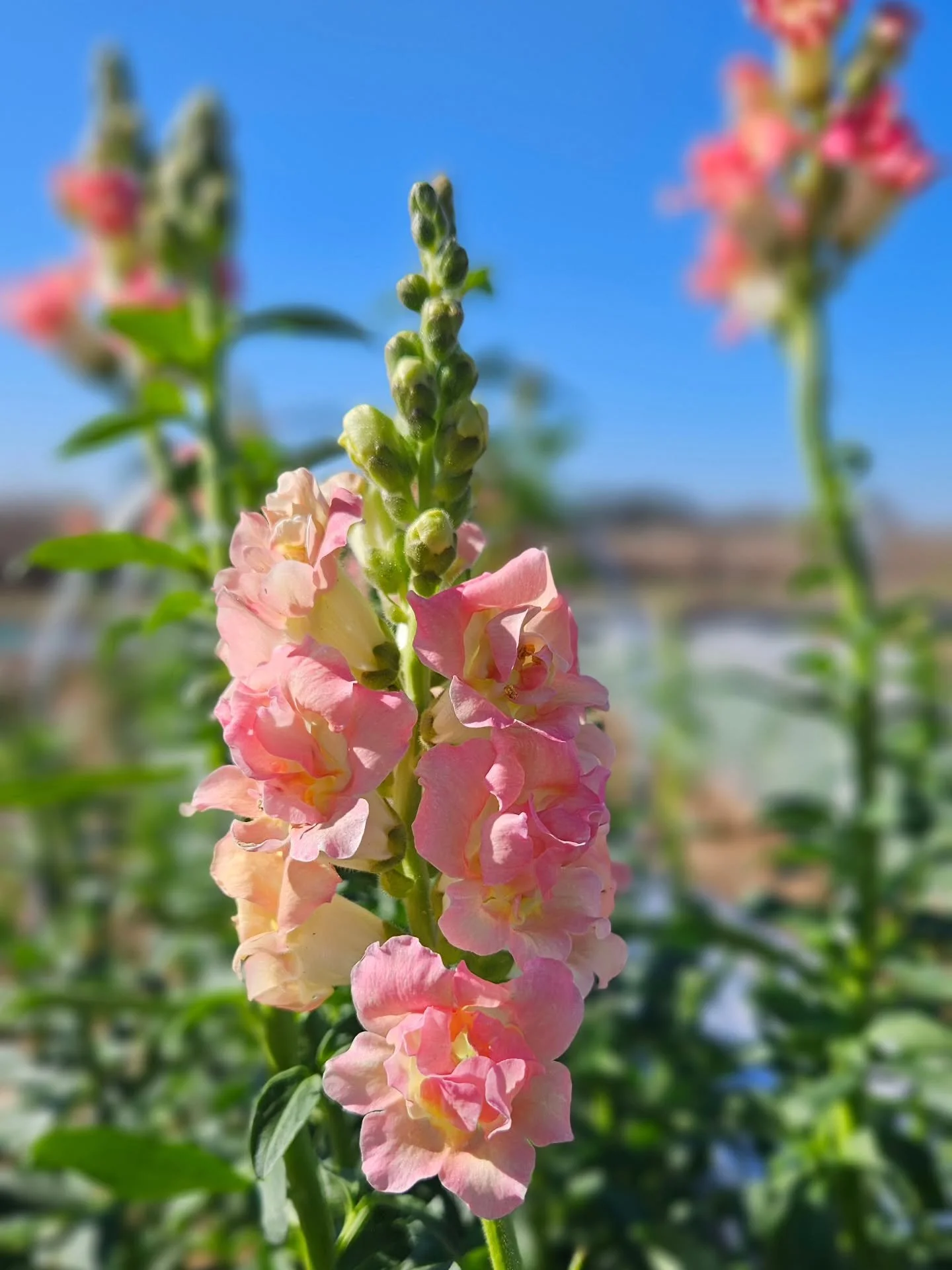 Obsessed is an understatement. Looking forward to tucking these snaps into Valentine&rsquo;s Day bouquets. 🩷 Pre-order yours today!

#snapdragons #localflowers #texasflowers #creeksouthfarms #flowerlover