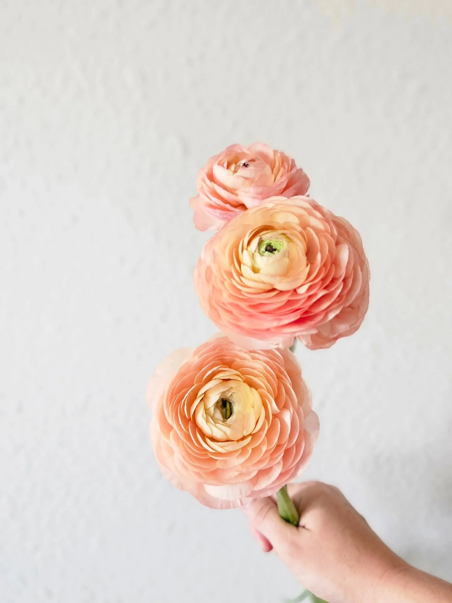 Dreaming of spring on this gloomy, overcast day 🌱
Counting down to longer days, warmer soil, and buckets full of blooms. These are just a few varieties we&rsquo;re really hoping thrive this year&mdash;because we love them that much and can&rsquo;t i