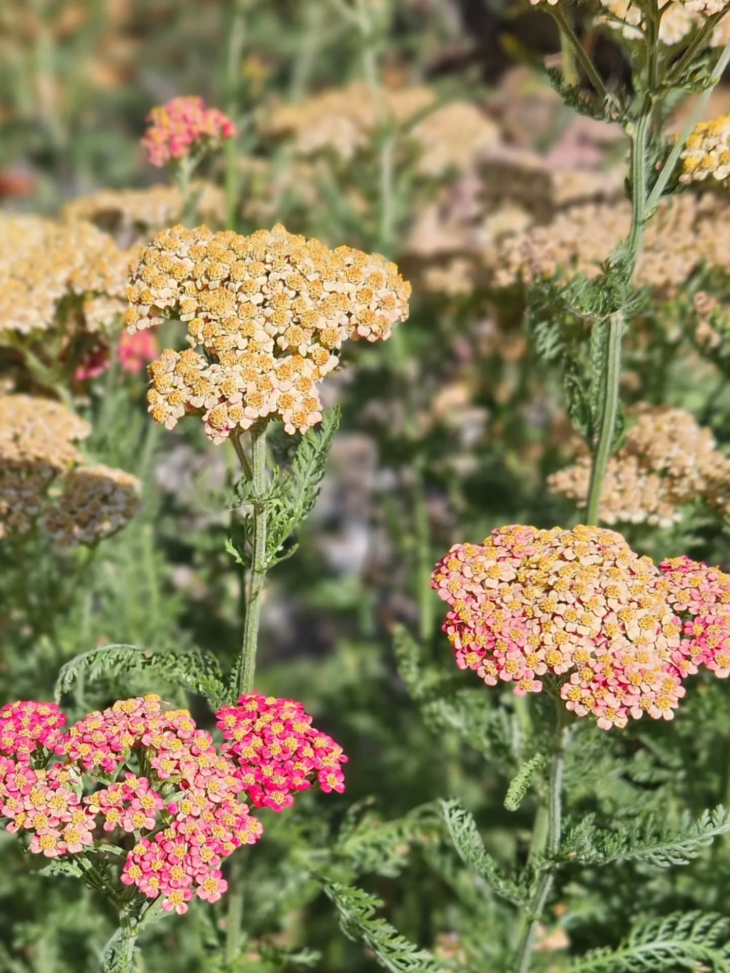 Looks like winter is almost over 🩷
Looking forward to sunnier, longer days&mdash;and most of all, spring flowers.

#creeksouthfarms #springflowers #springtime #yarrow #localflowers