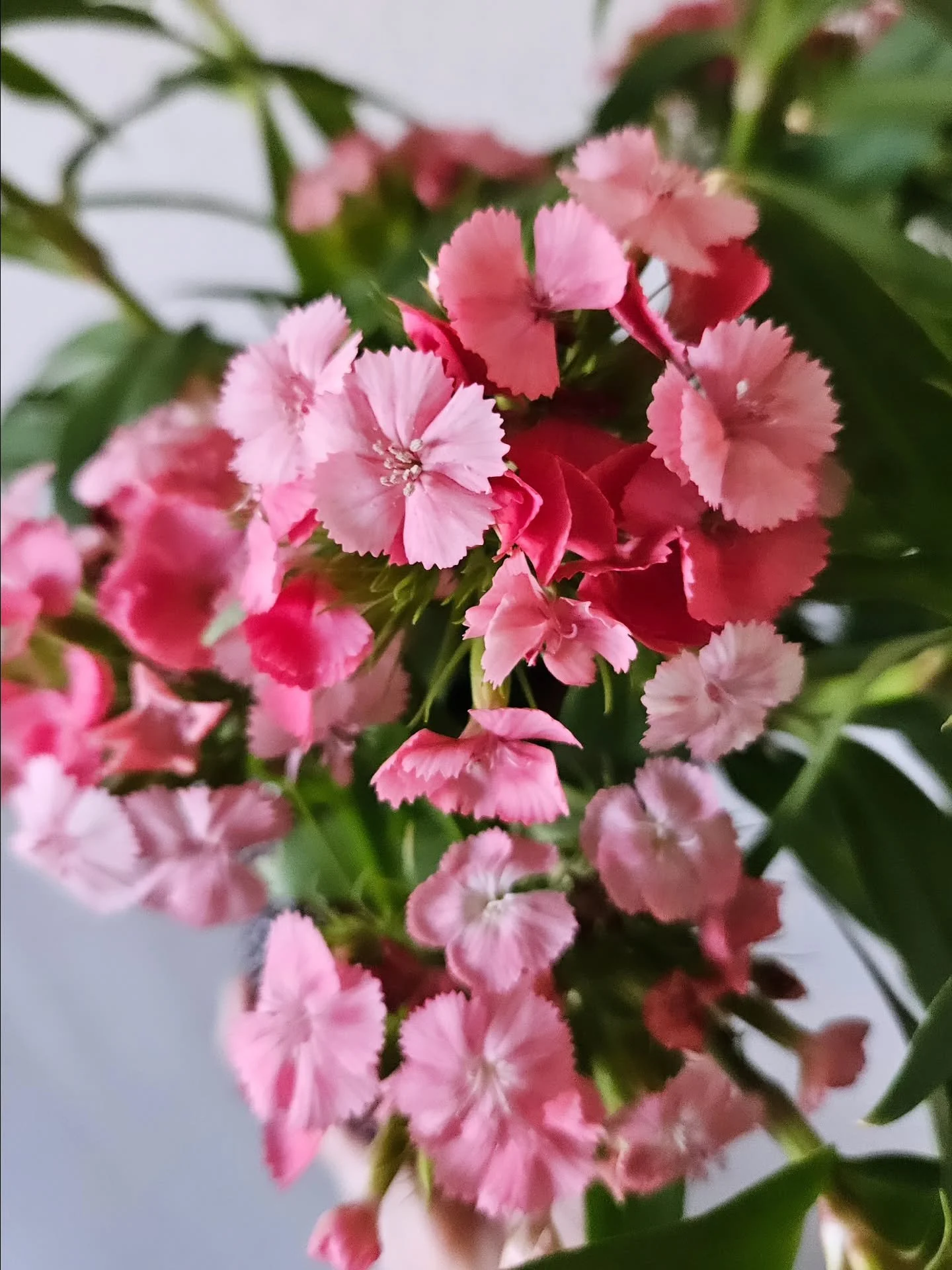 Valentine&rsquo;s week is upon us. 💕
This morning&rsquo;s harvest: fragrant Sweet William (dianthus), fresh from the field and ready to be shared.

🌸 Pop-Up Schedule
Friday, Feb 13 | @thesanmarket | 4&ndash;7 PM
Saturday, Feb 14 | @newbraunfelsfarm