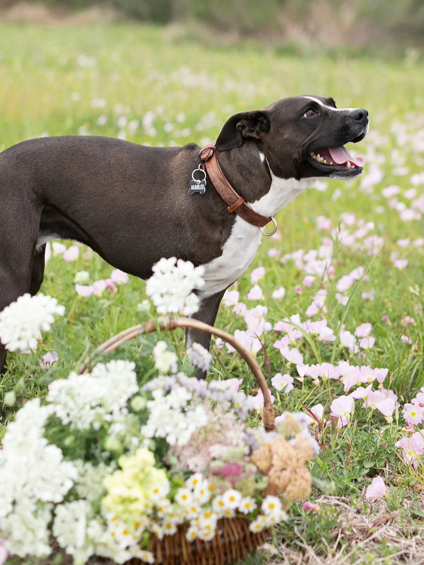 This morning, the farm manager, Mumbles, took her last car ride. 🤍
We&rsquo;ve never known a dog who loved so deeply and so wholeheartedly.
She will forever be a part of our family and our lives. Rest in peace sweet girl.

📷 @brooketaelorphoto