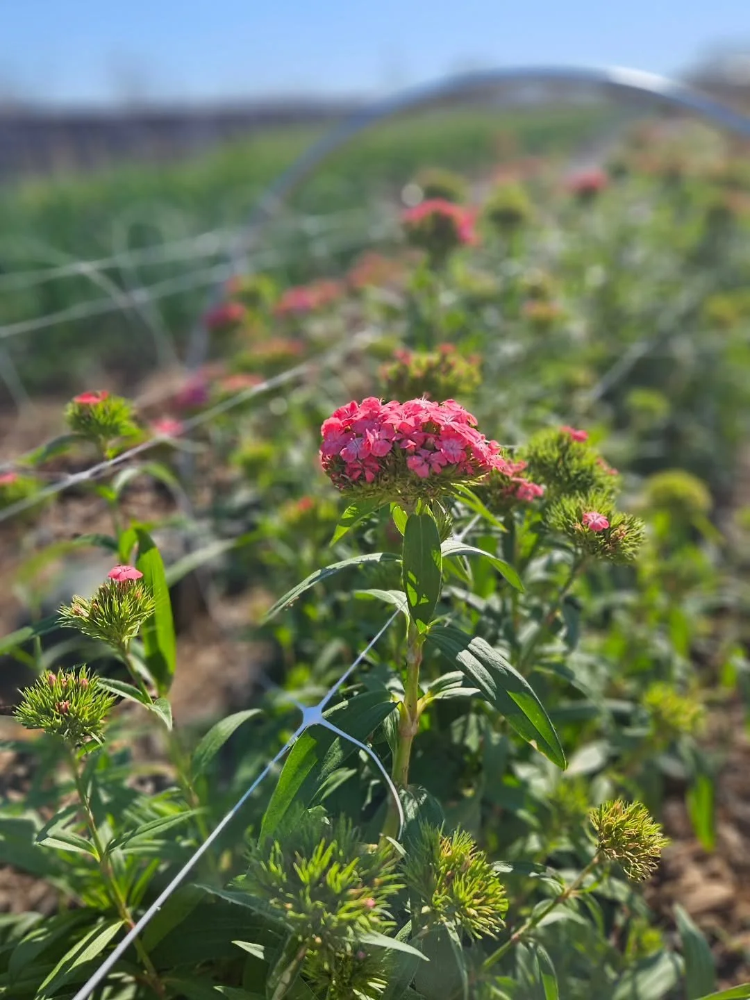 Spring is in the air 🌱✨

Thank you to everyone who purchased flowers from us over the weekend. It felt so good to reconnect with our market family and soak up all the familiar faces and conversations. We&rsquo;re so grateful for this community&mdash