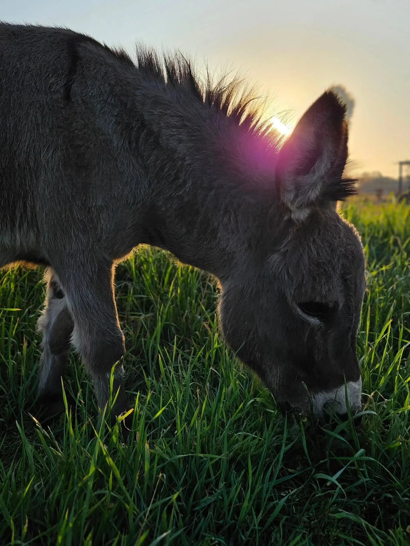 Happy Friday! Just a friendly reminder that we won&rsquo;t be at the New Braunfels Farmers Market tomorrow. We&rsquo;re patiently waiting for the fields to give us an abundance of blooms again, while also prepping for the possible storms and keeping 