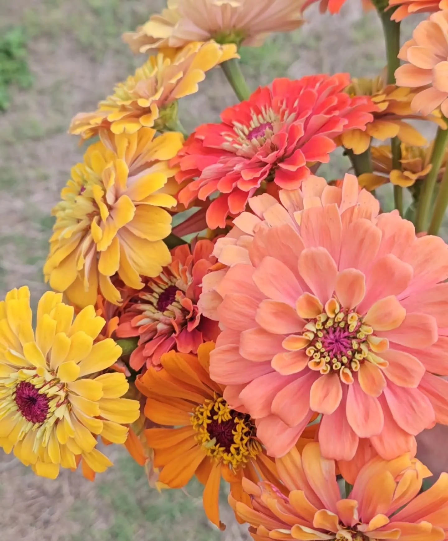 Transplanted about 1,000 zinnias today, with many more going in the ground over the coming weeks &mdash; because honestly, you can never have too many zinnias. 🌸

These farm staples bring so much color, joy, and life to the garden (and to all of you