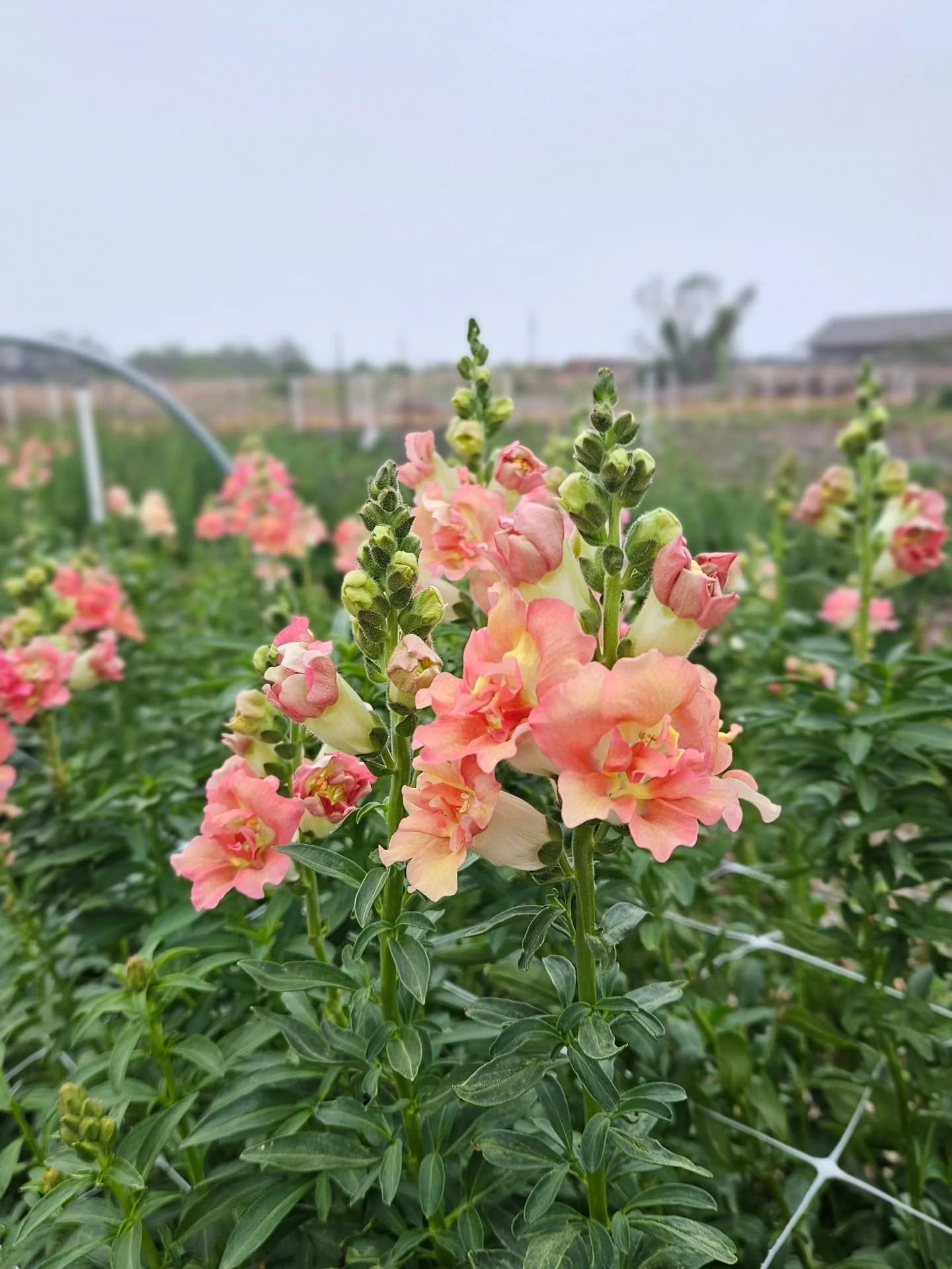 Chantilly snaps took a hit from that last frost, but you&rsquo;d never know it now ✨

A little weather-worn, a little wild, and already reaching back toward the sun&mdash;these blooms remind us that resilience is part of the beauty.

Grab some at the