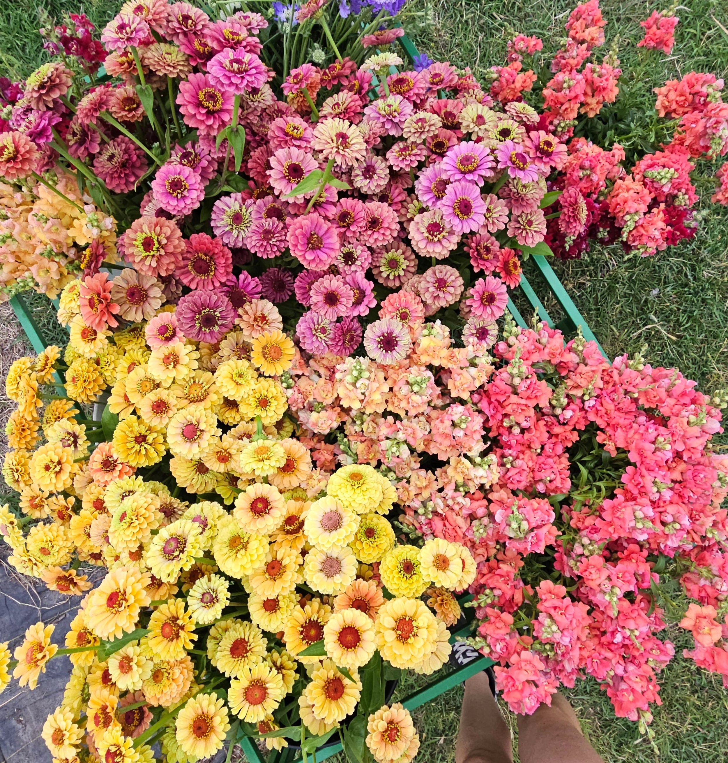 Calling all florist friends, designers, and flower enthusiasts 🌸 We&rsquo;re so excited to share that Creeksouth Farms now wholesales directly to you! From specialty blooms to farm-fresh favorites, our flowers are now available for your shops, event