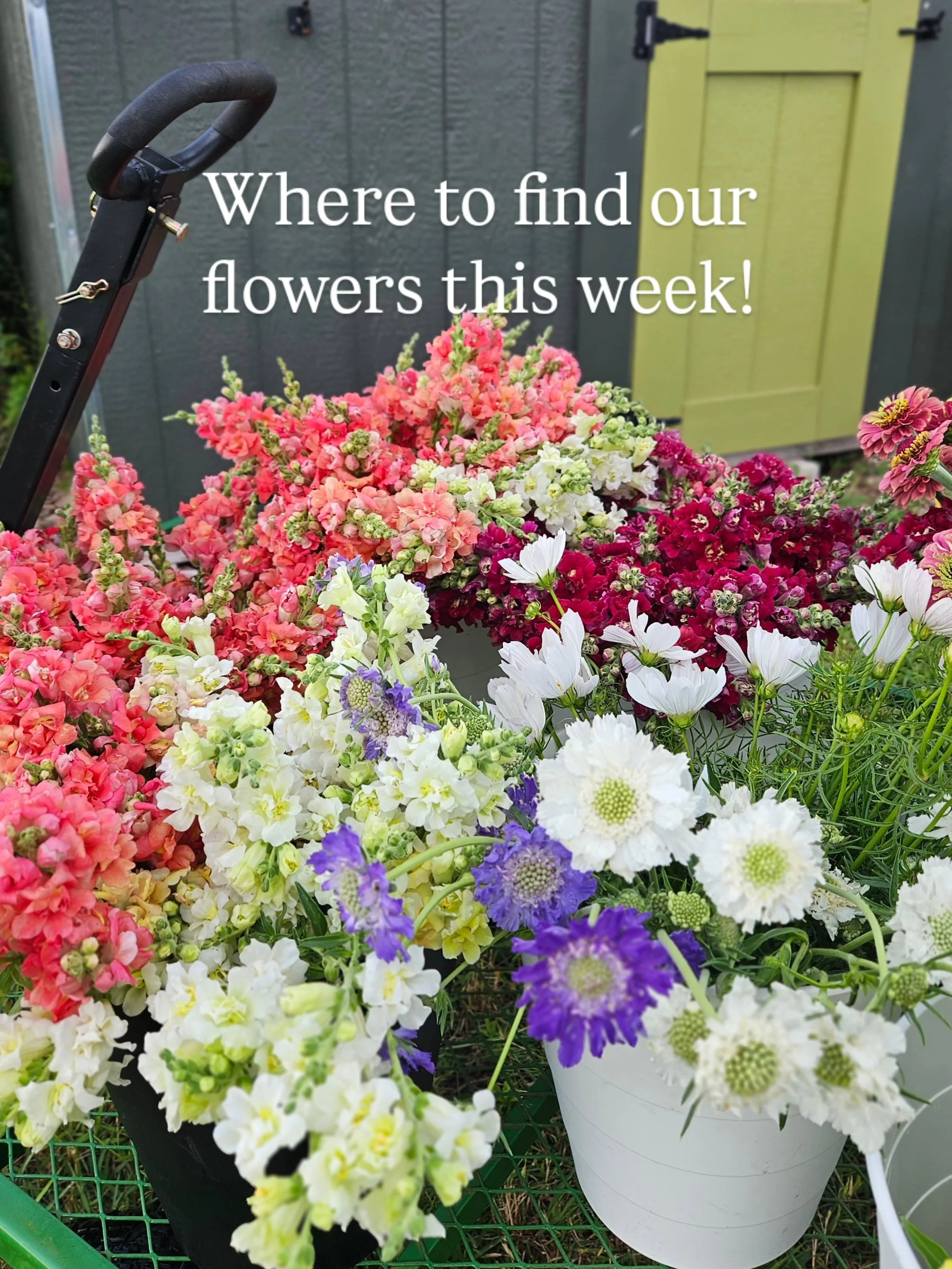 Happy Monday! Our online flower shop is live with new inventory. Order for pick up @creeksouthfarms.com !!

Where to find our flowers this week:

🌸Austin Flower Company - Tuesdays

🌸San Marcos Flower Stand - Wednesdays 10:30-12p (2603 Hunter Rd)

?