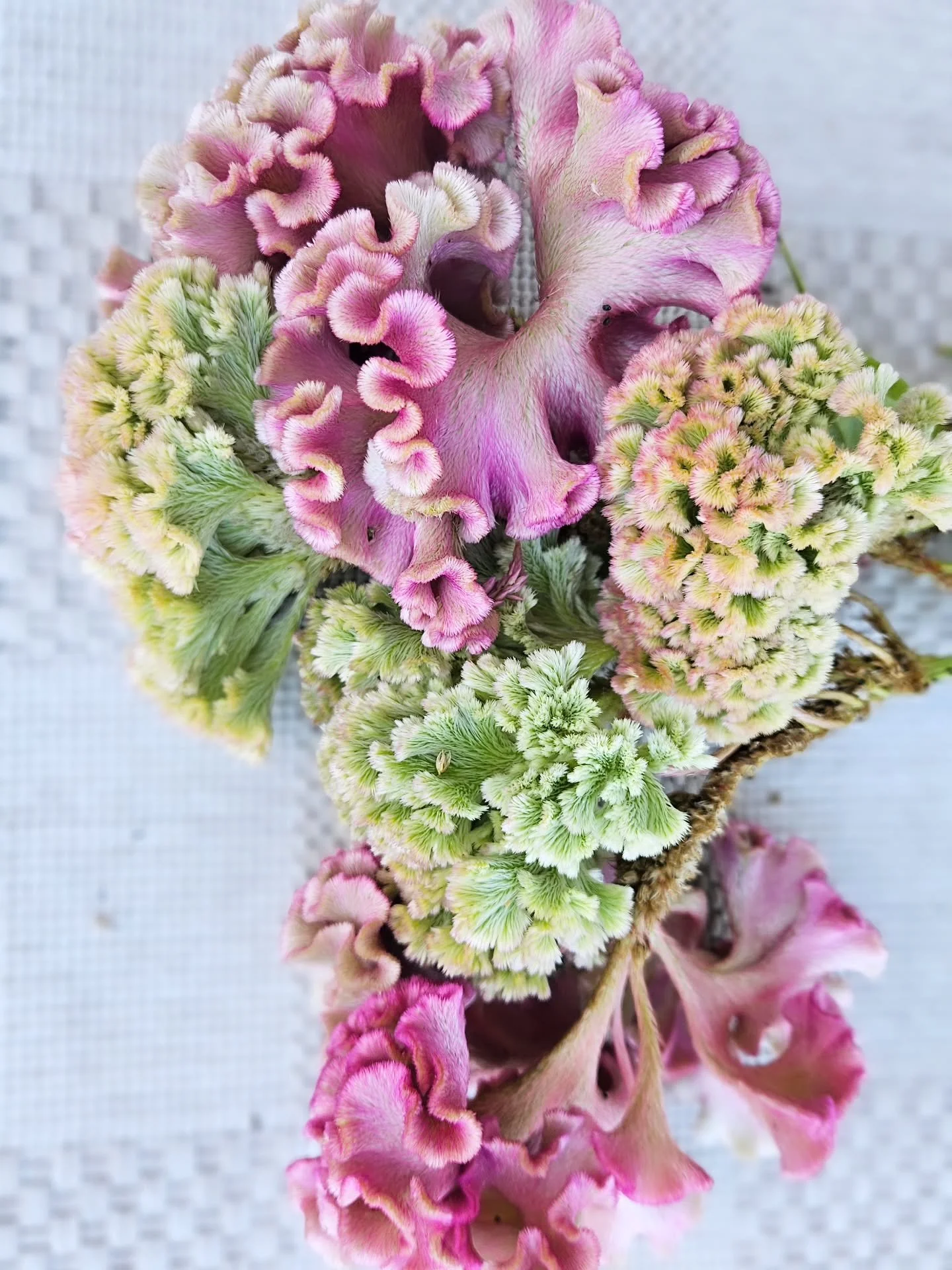 Mother Nature&rsquo;s candy 🍭🩷🍐

Also known as coxcomb celosia, this summer favorite is one of those blooms that stops you in your tracks. Its coral-like texture and dreamy color make it such a stunner in floral arrangements.

We definitely didn&r